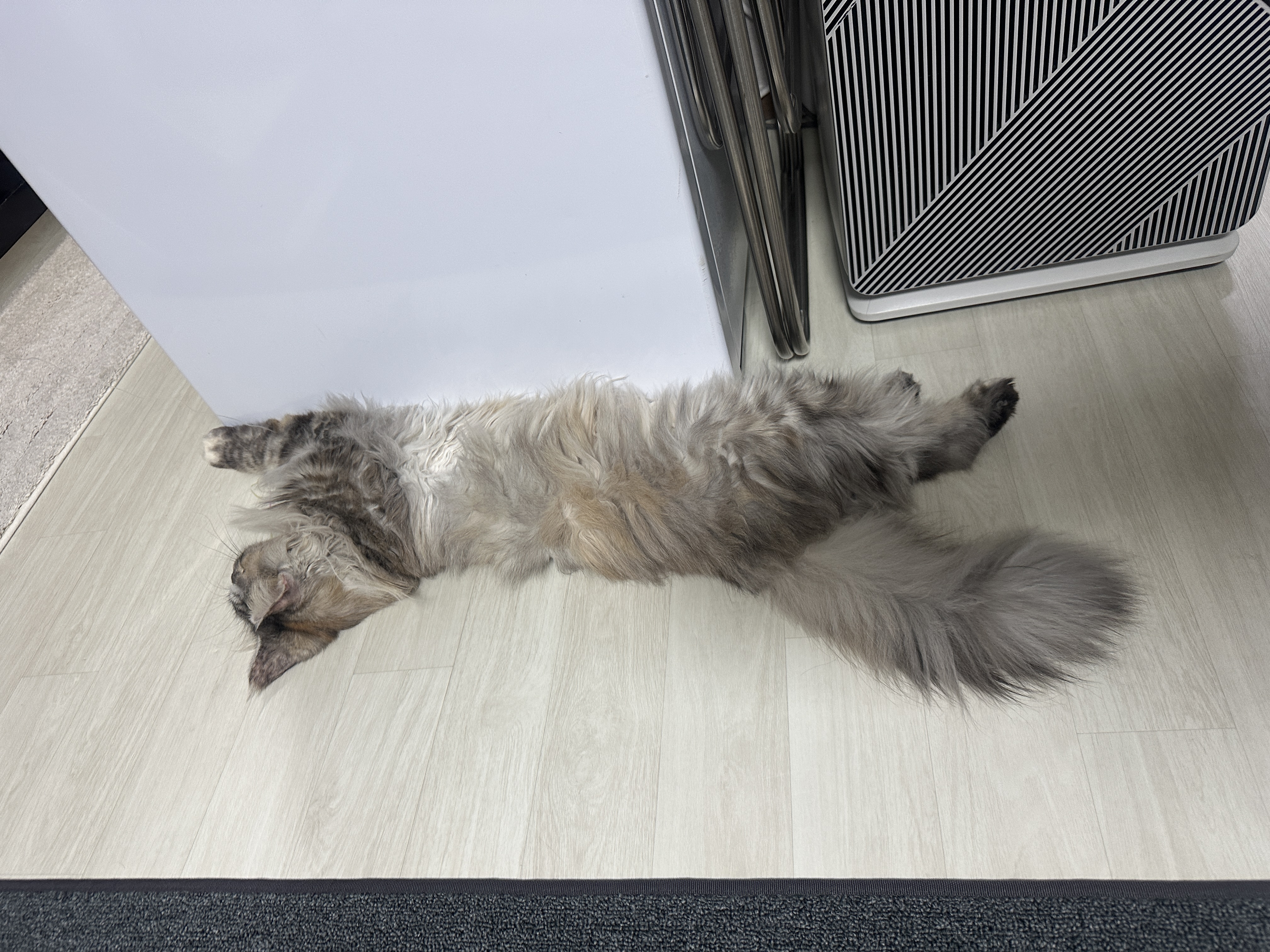 입양 3개월 백호야(이쿤이) 소식입니디