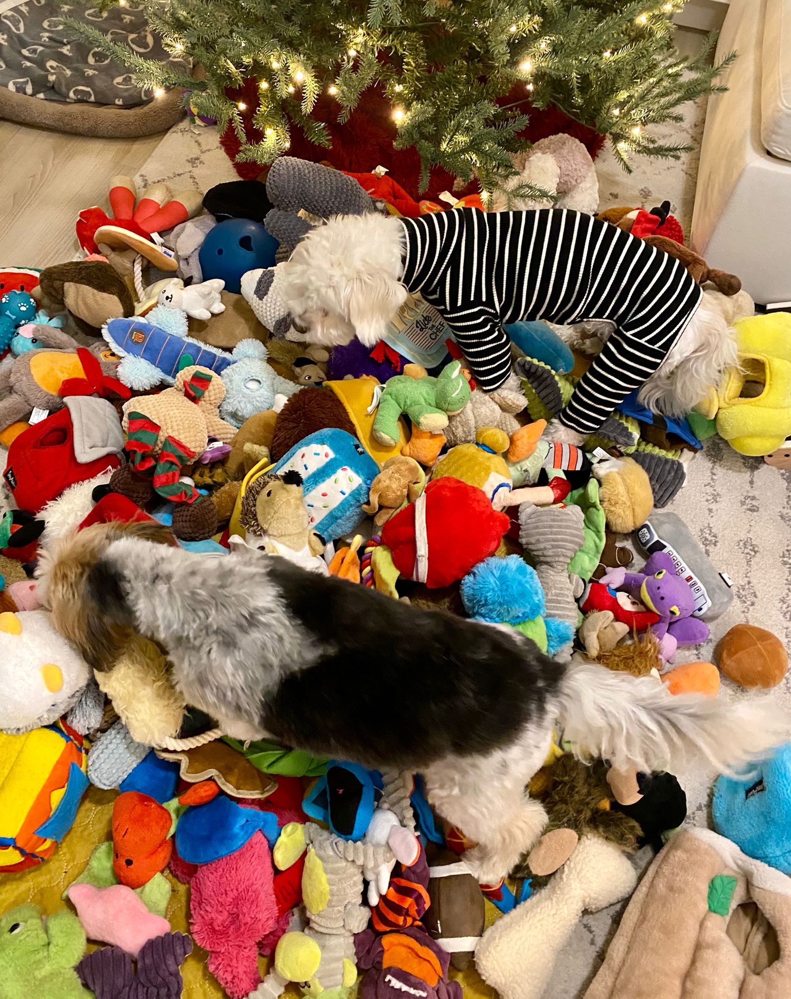 [해외입양] 캐나다 밴쿠버에서 전해온 '다정이' 소식💌