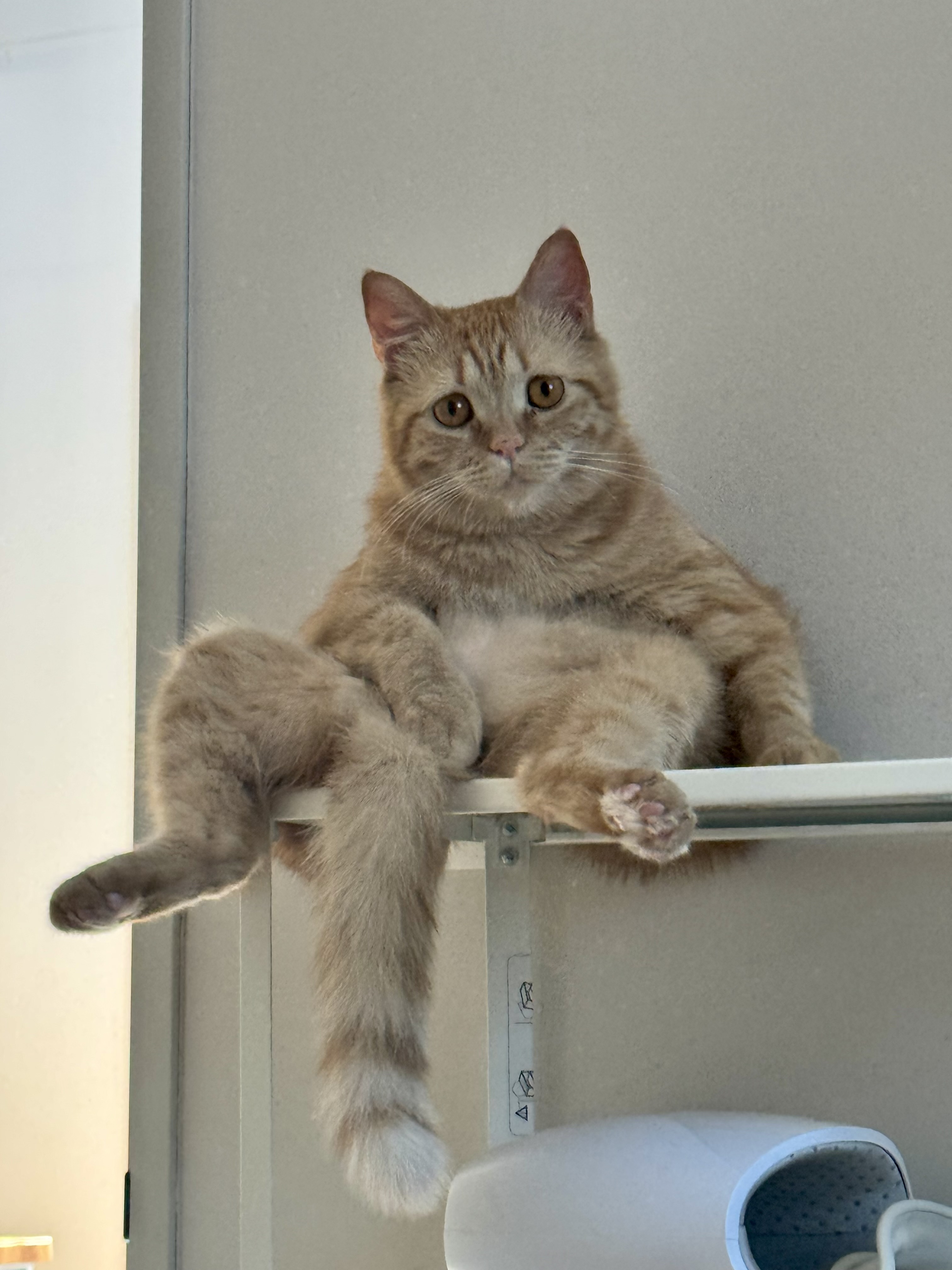 아련눈빛 에몽이 잊지 않으셨죠..?