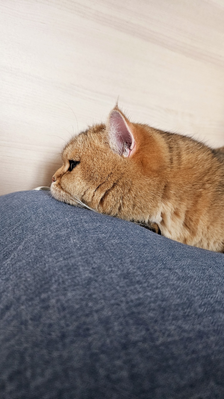 구두부 현마루가 가족이 된 지 2년째 후기입니다.