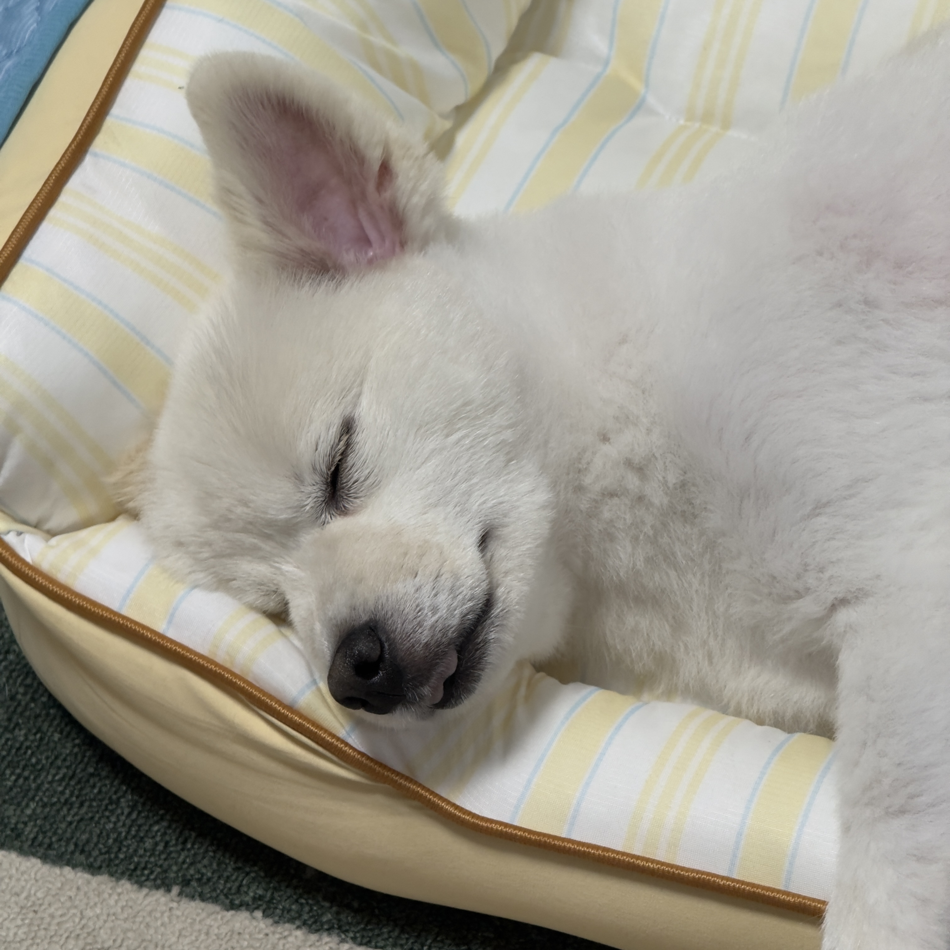 (구)머피 (현)가루 이제 이 강아지는 제껍니다.