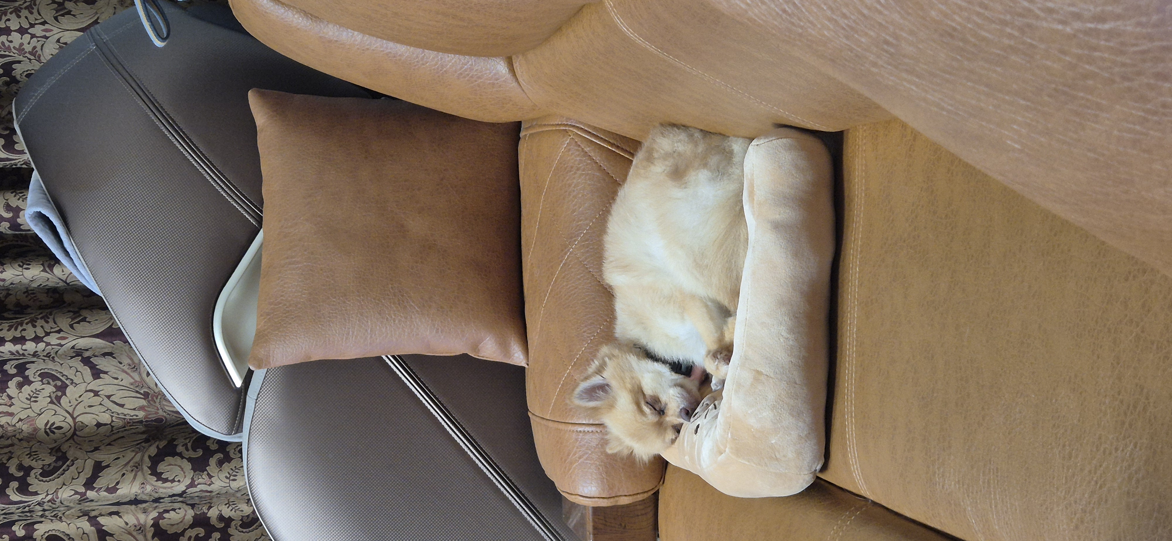 애니 (여우) 입양 한 달 후기