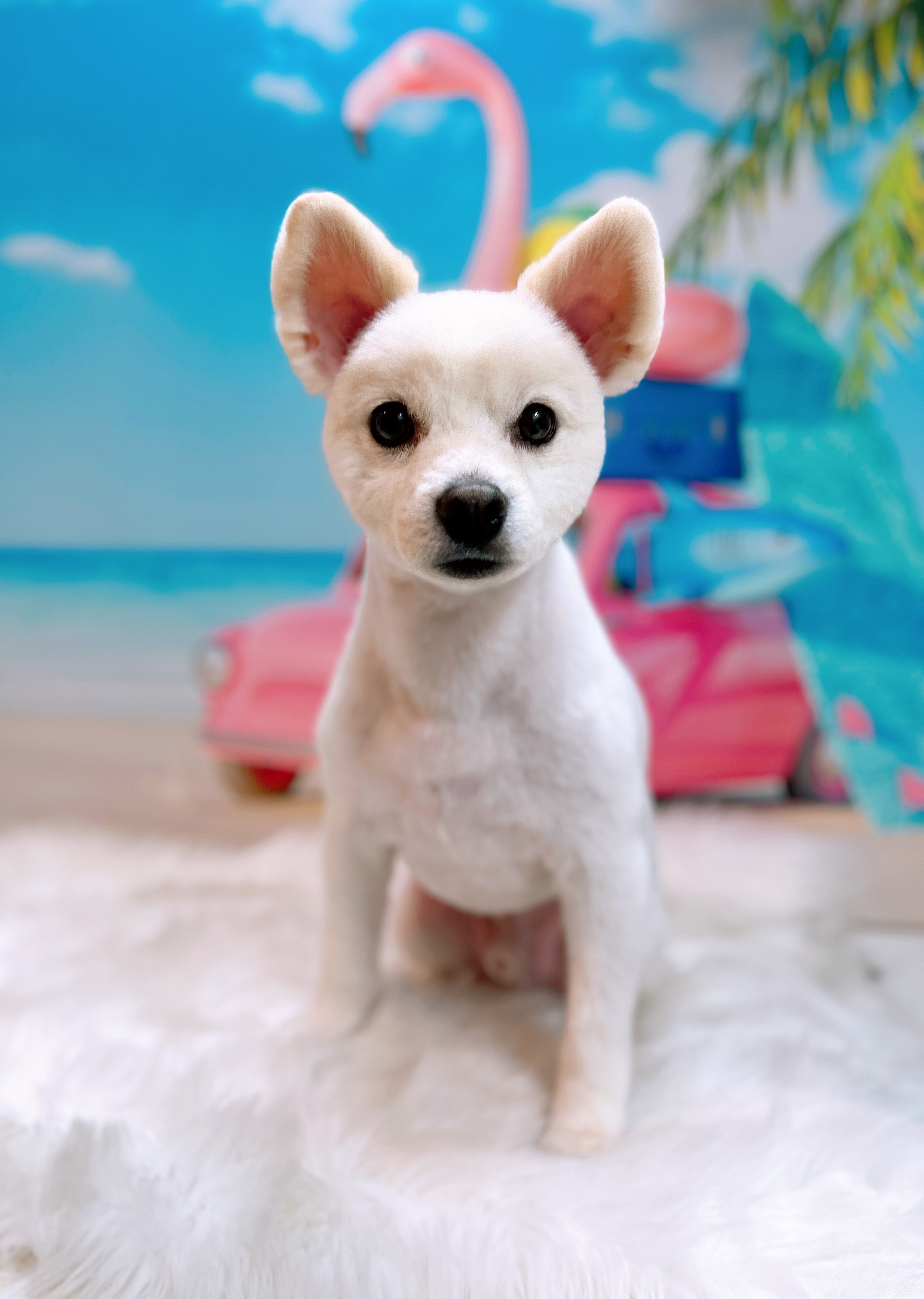 (구)머피 (현)가루 이제 이 강아지는 제껍니다.