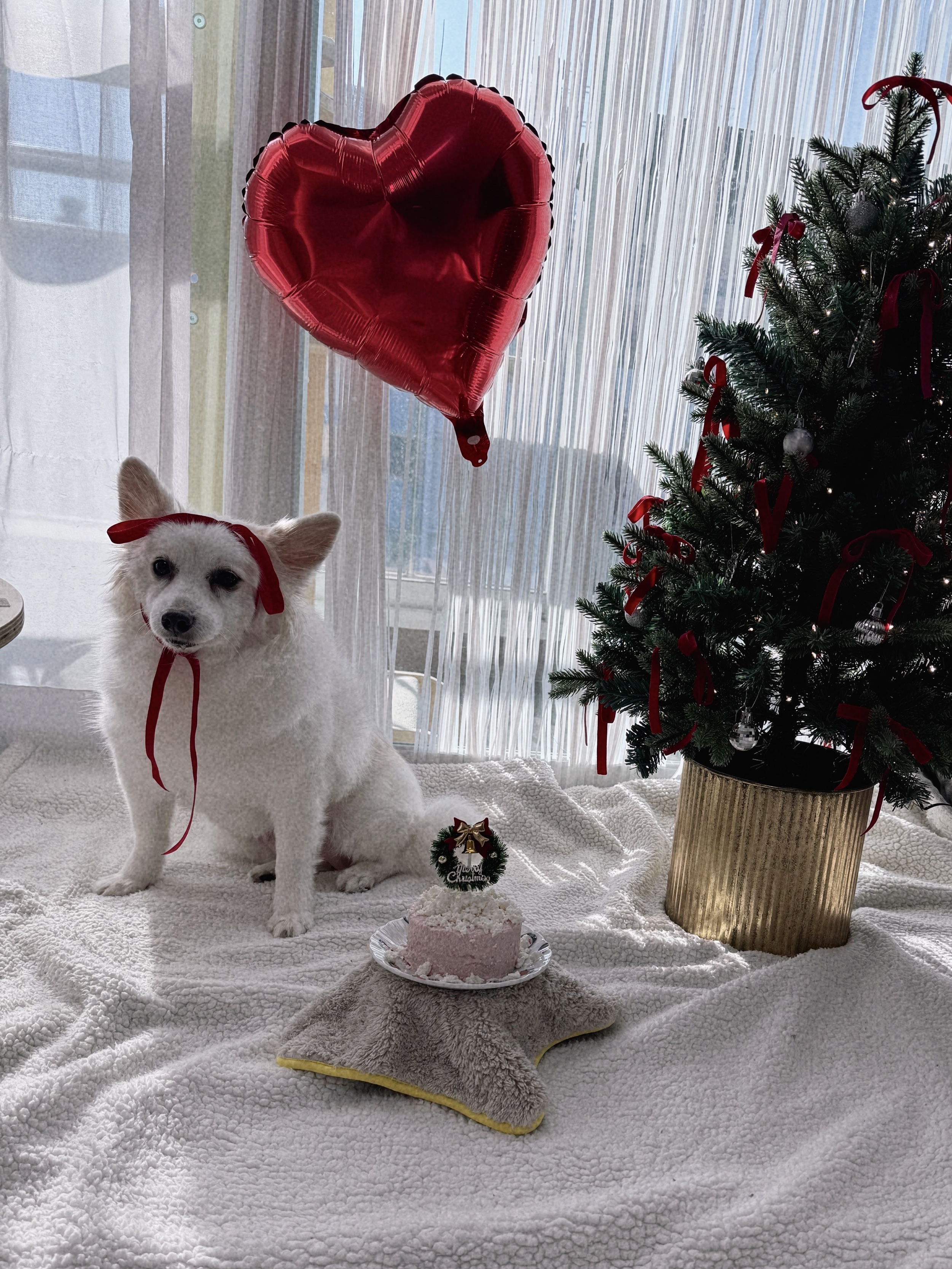 앵두와 함께하는 크리스마스🎄🍒