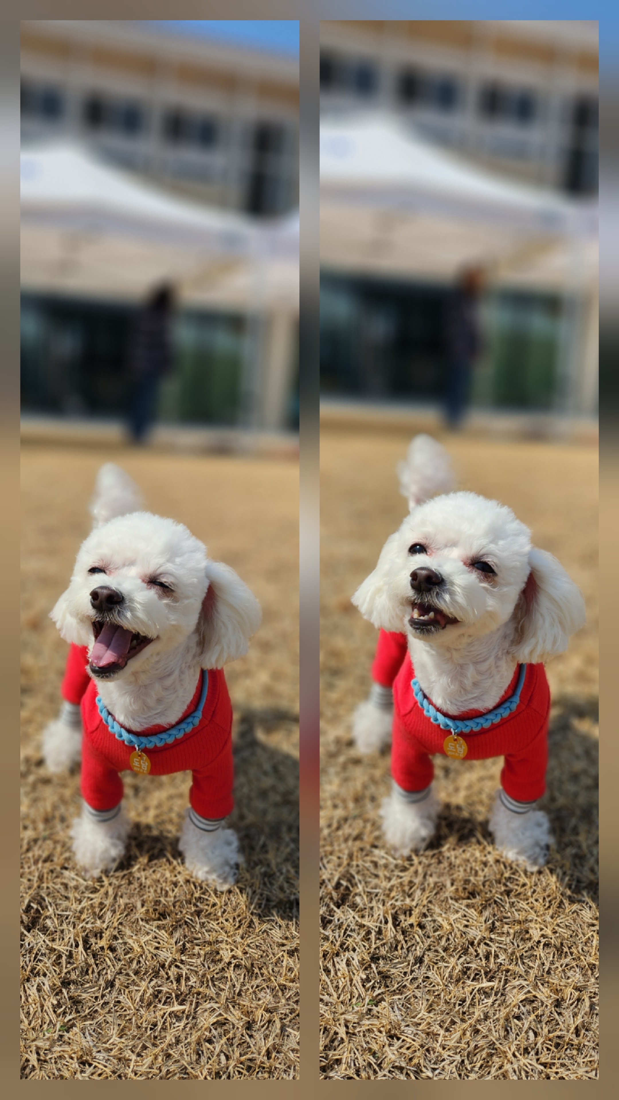 구) 말랭 현) 도담이의 2년