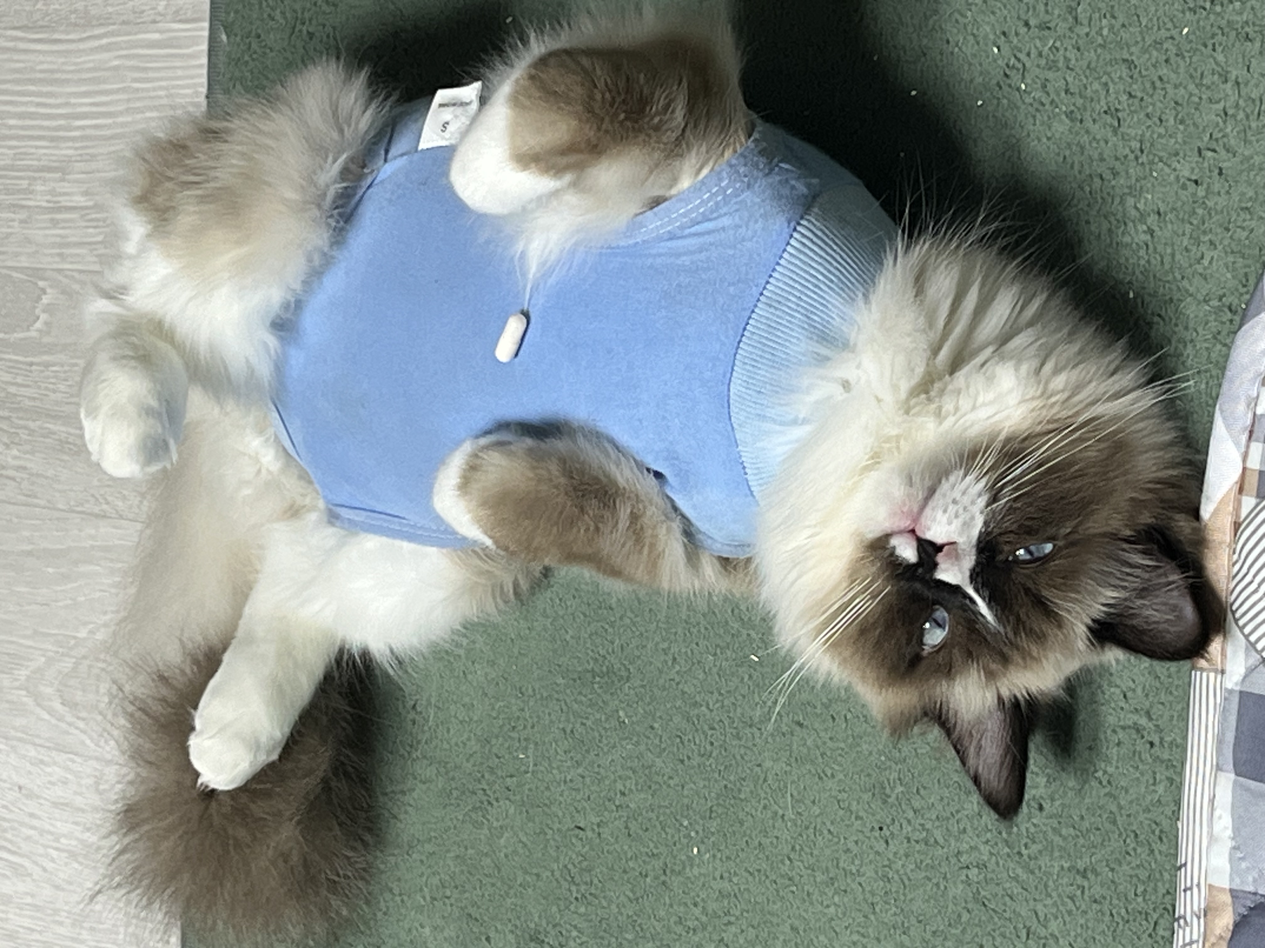 나는 산호 청소년 고양이에요