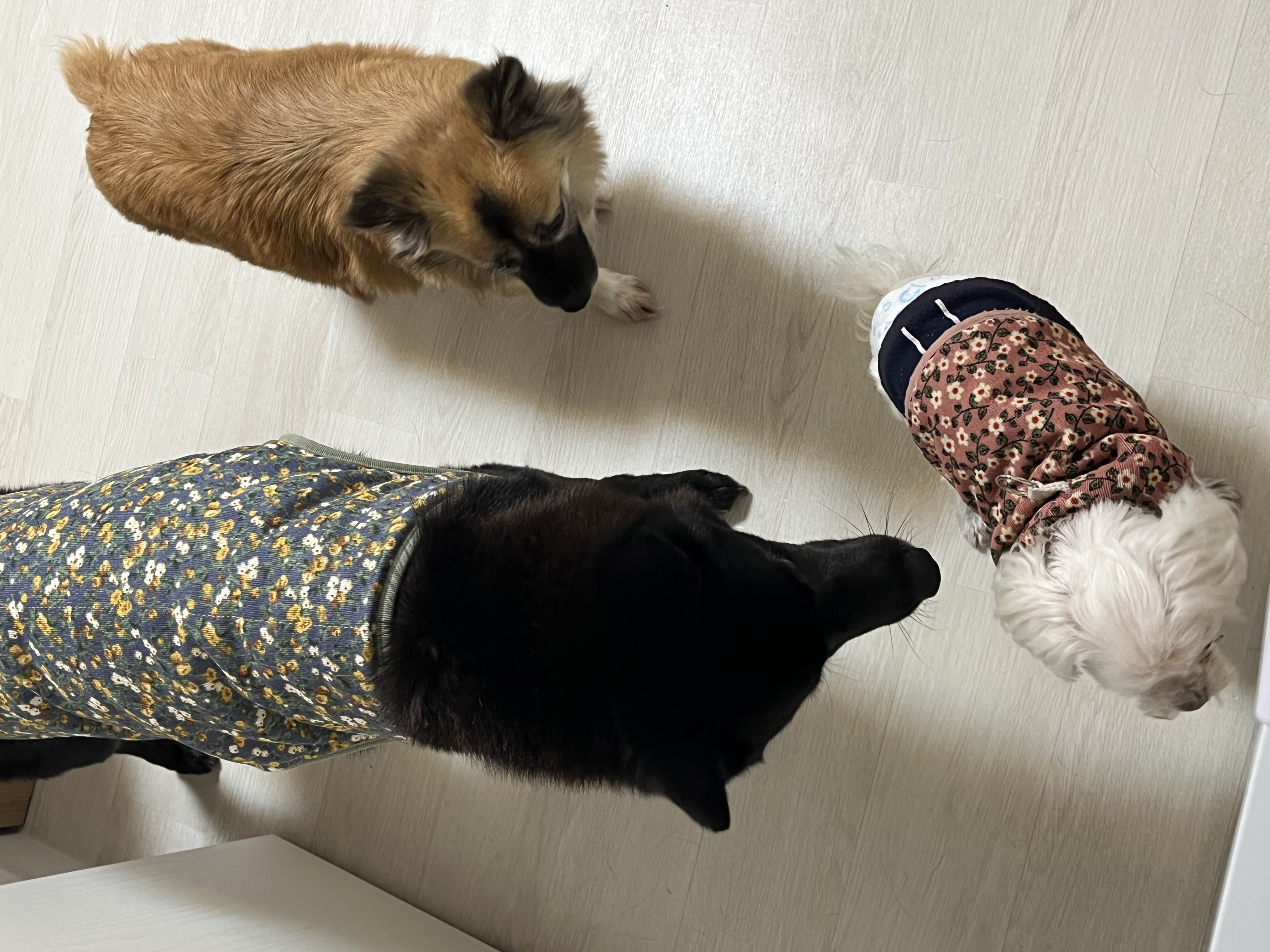 반달이 케일이의 집 적응기