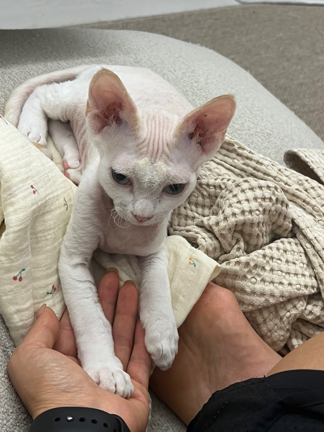 던검이 입양 일주일! 호냥이가 되었어요!