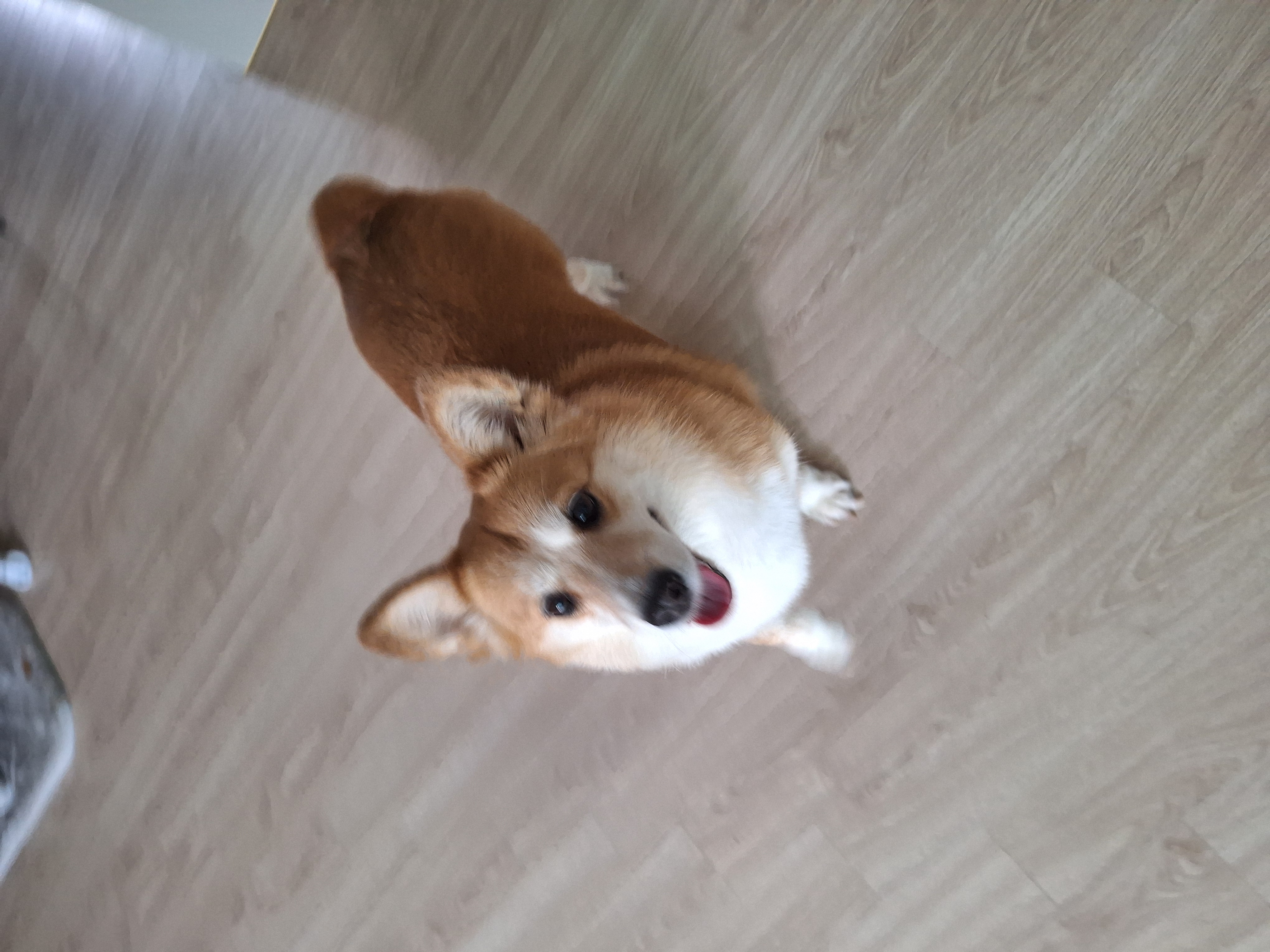 귀염둥이 엘리스 