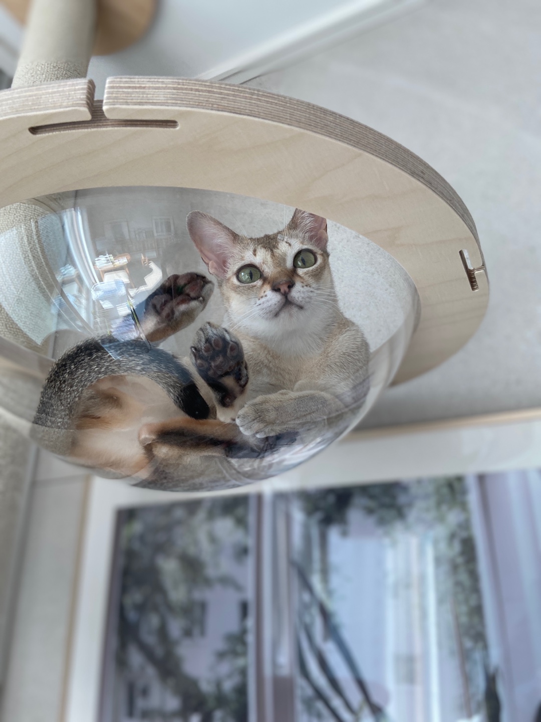  울산구조묘 누루( 실키 ) 3개월 되었어요! 