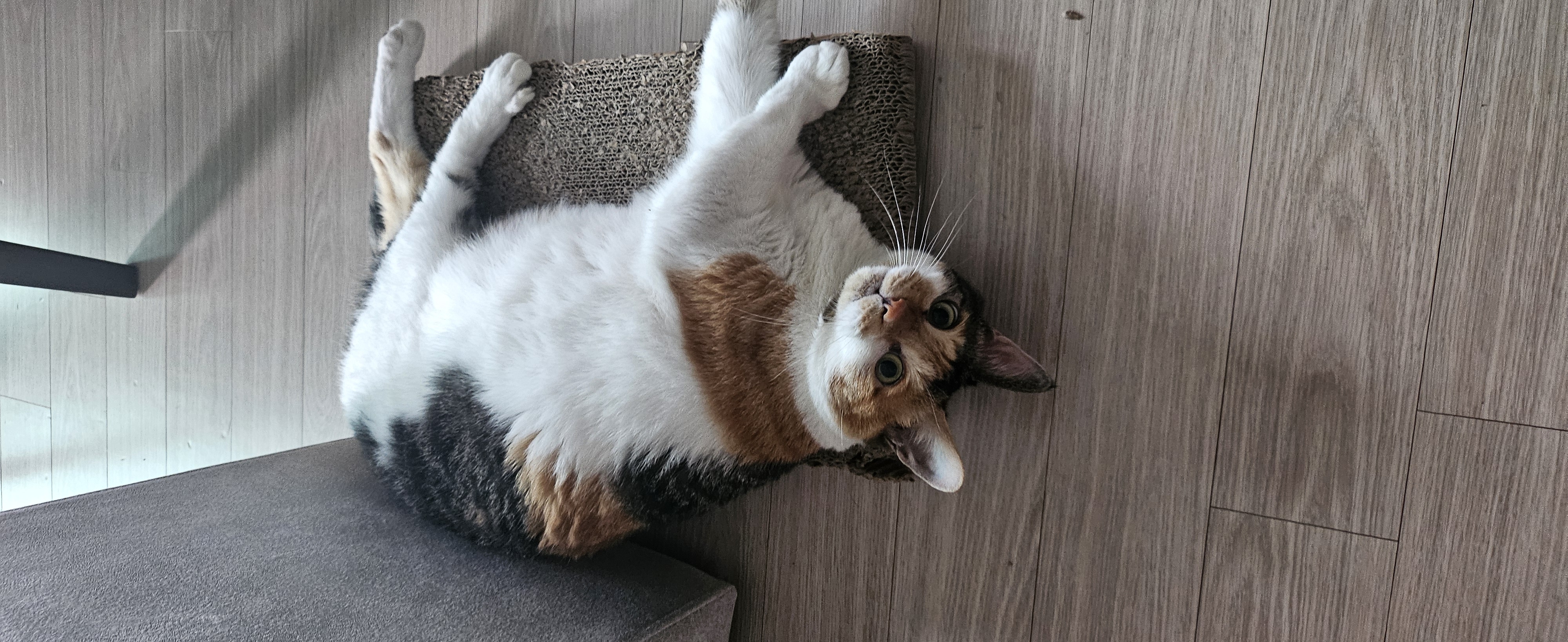 뽀얌이  5년 이야기