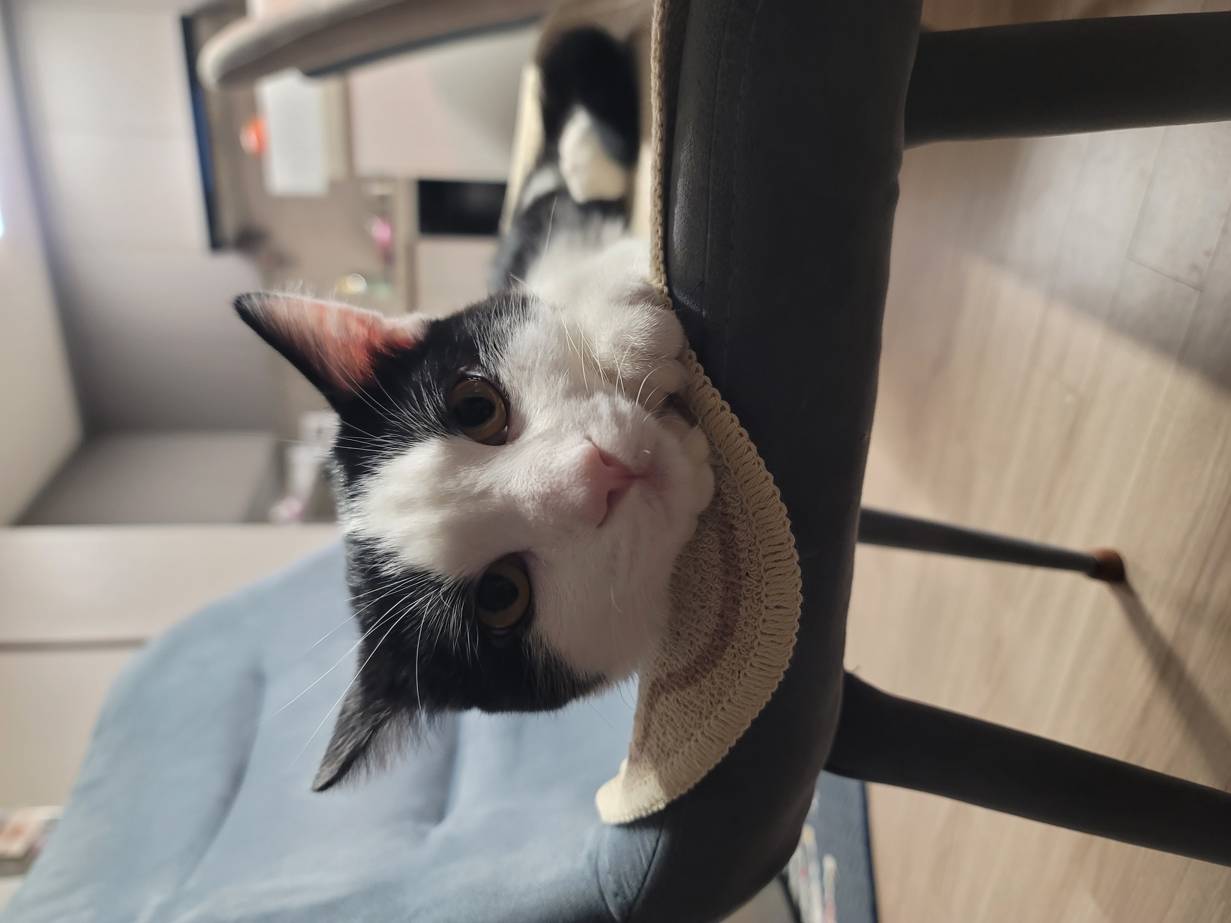 우주 입양 1개월 소식 전합니다.