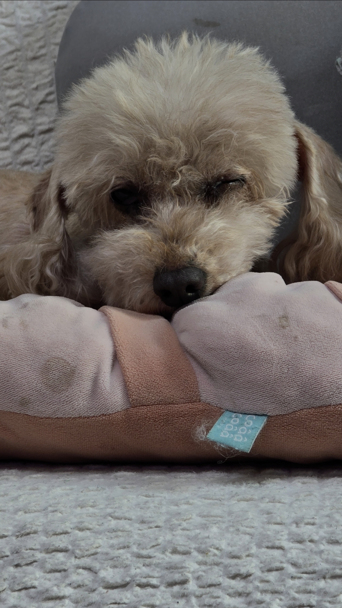 치치(곤지암83) 왼쪽 수정체 전방 탈구로 치료중 입니다.