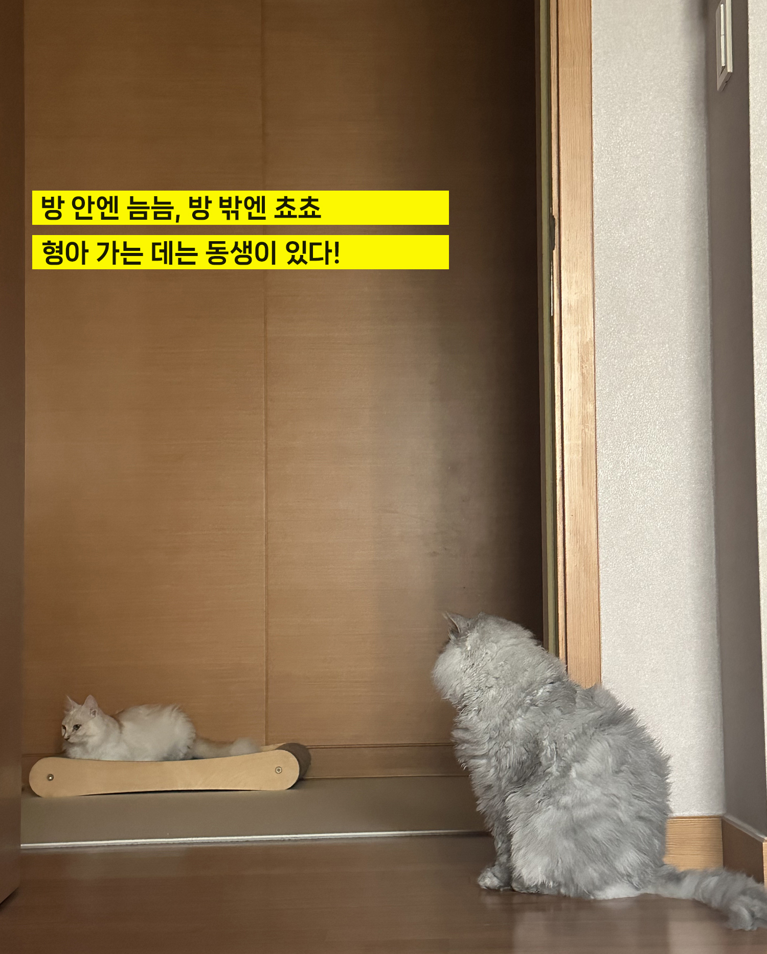 늠늠회장과 쵸쵸베비의 반년~