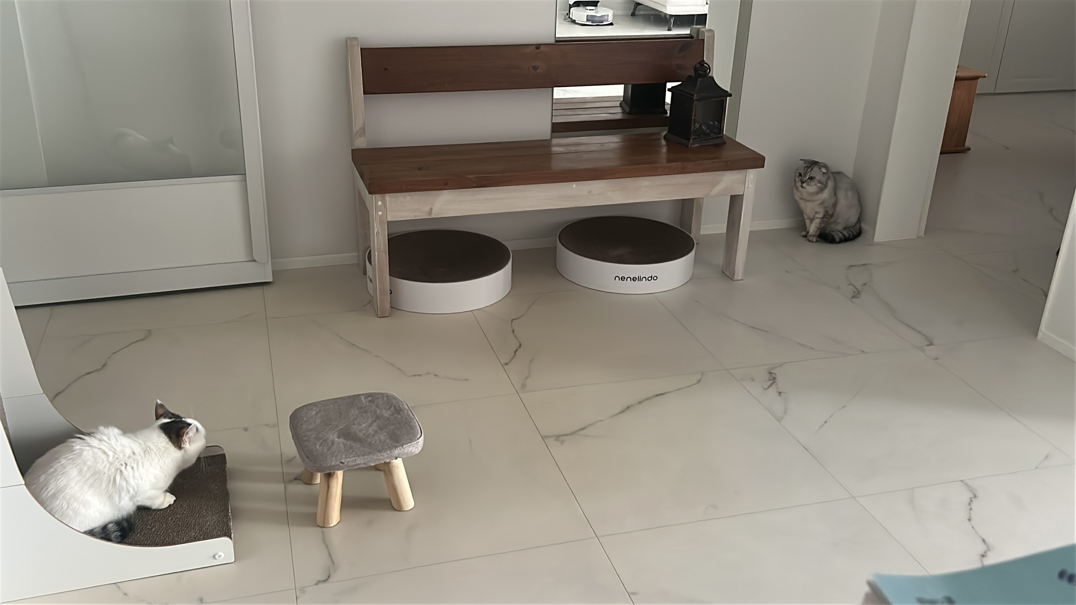 동엽이(행운이),살랑이(루리) 같이 지낸지 2년째