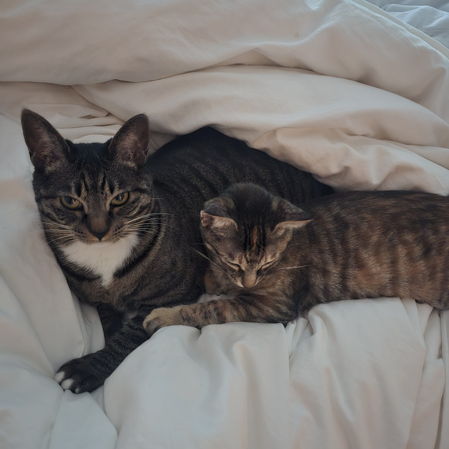 토란이의 3달 적응기