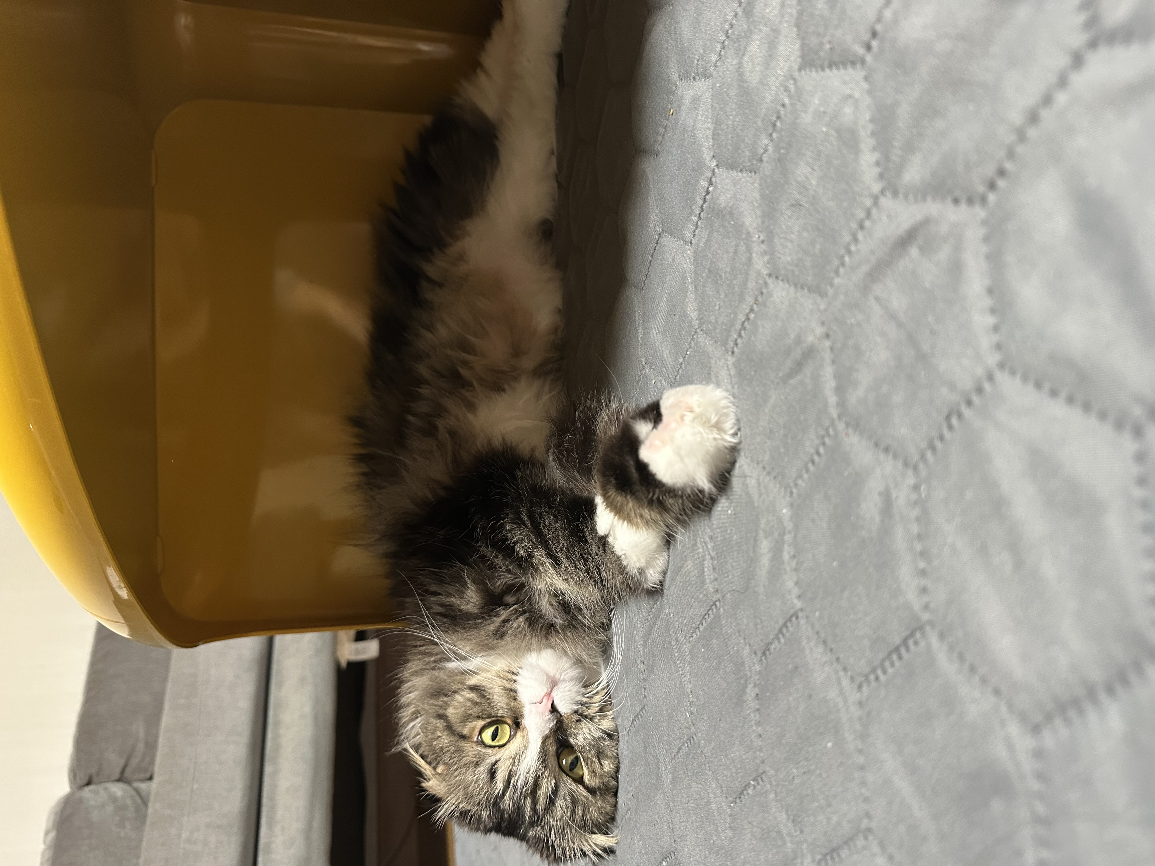 버터 입양 3개월차 후기(늦어서 정말 죄송합니다..)