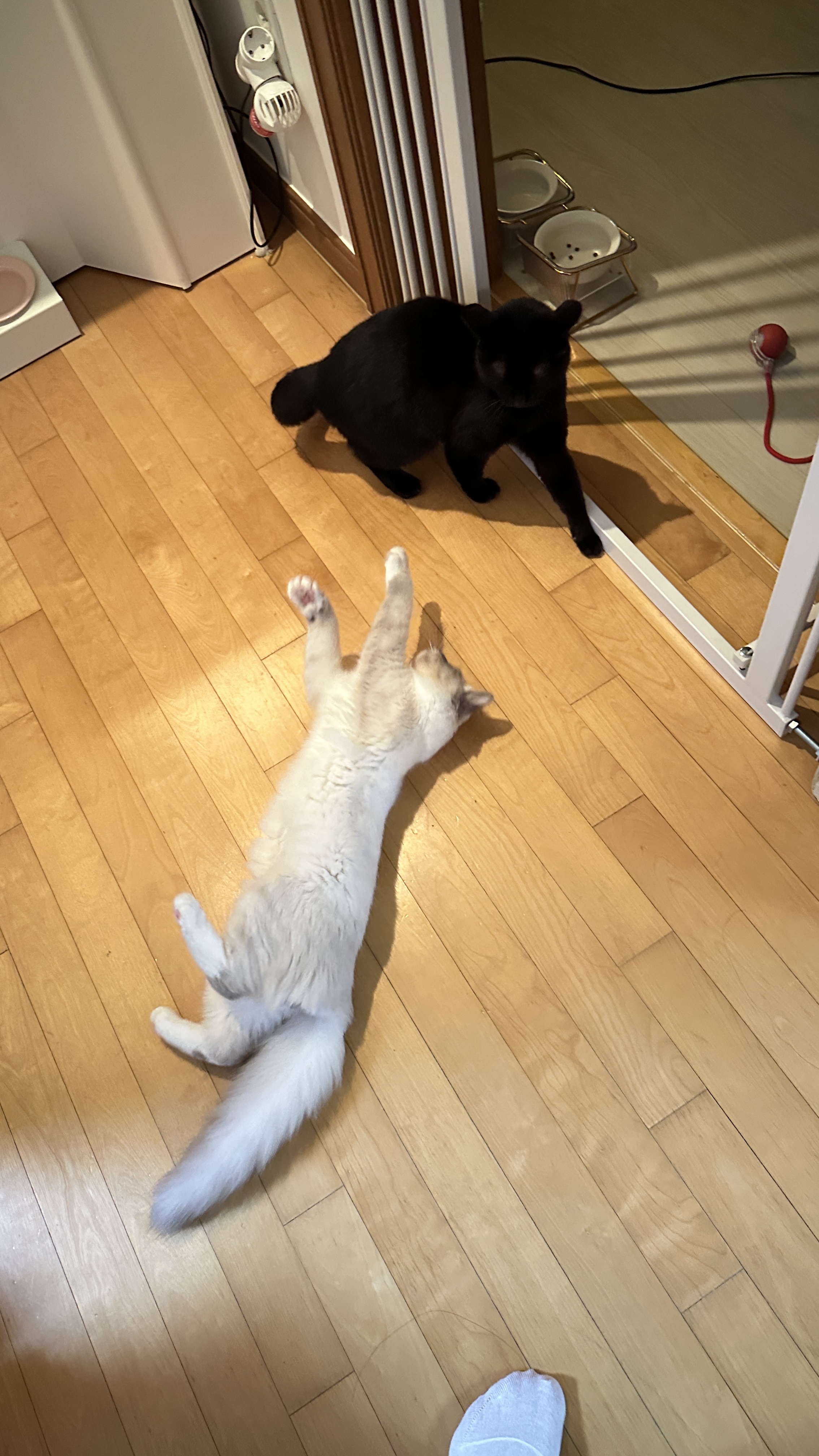 비누 - 📅 입양 1개월 차 후기 🐾