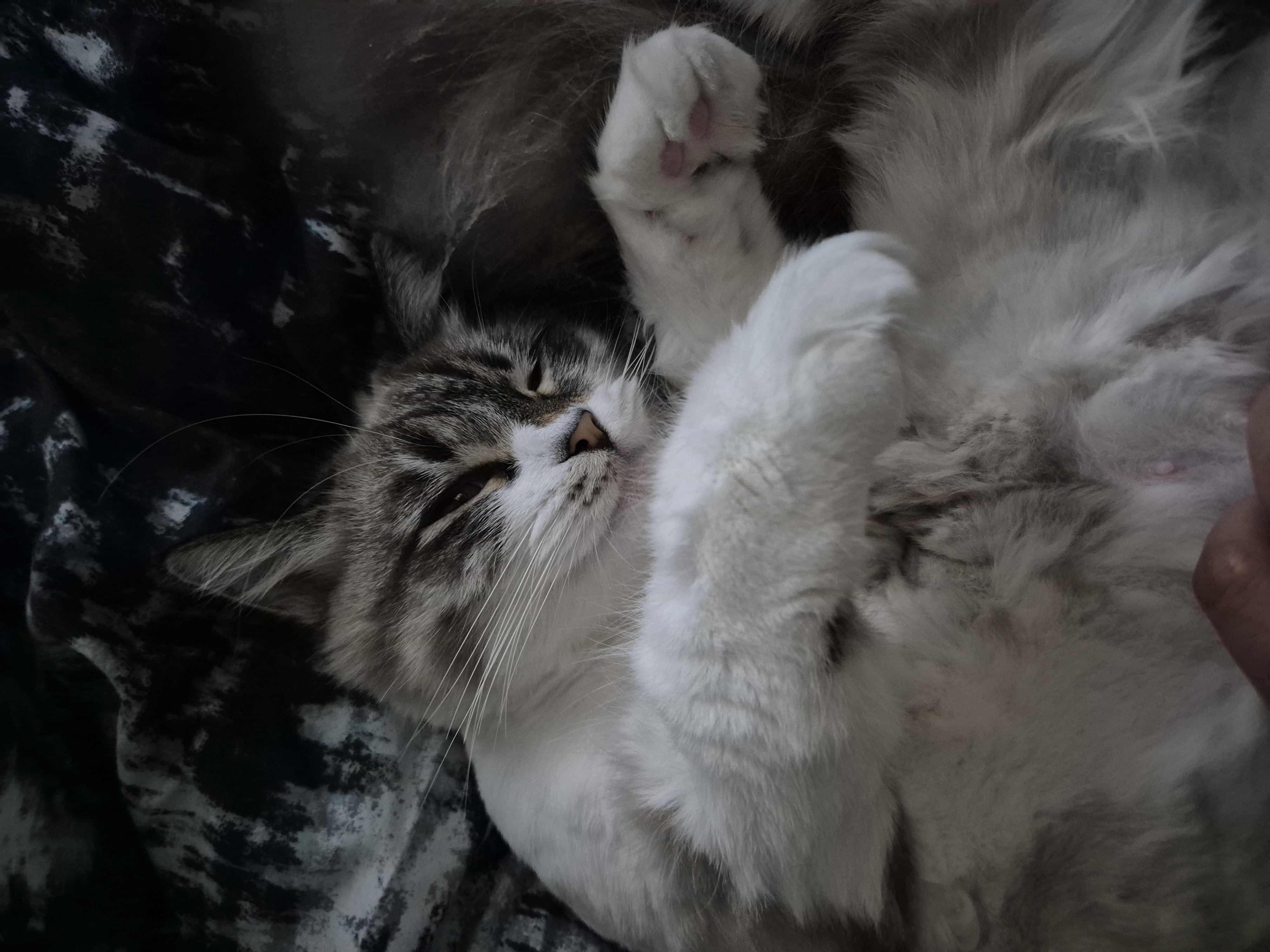 루나 (메리다) 6개월 입양후기