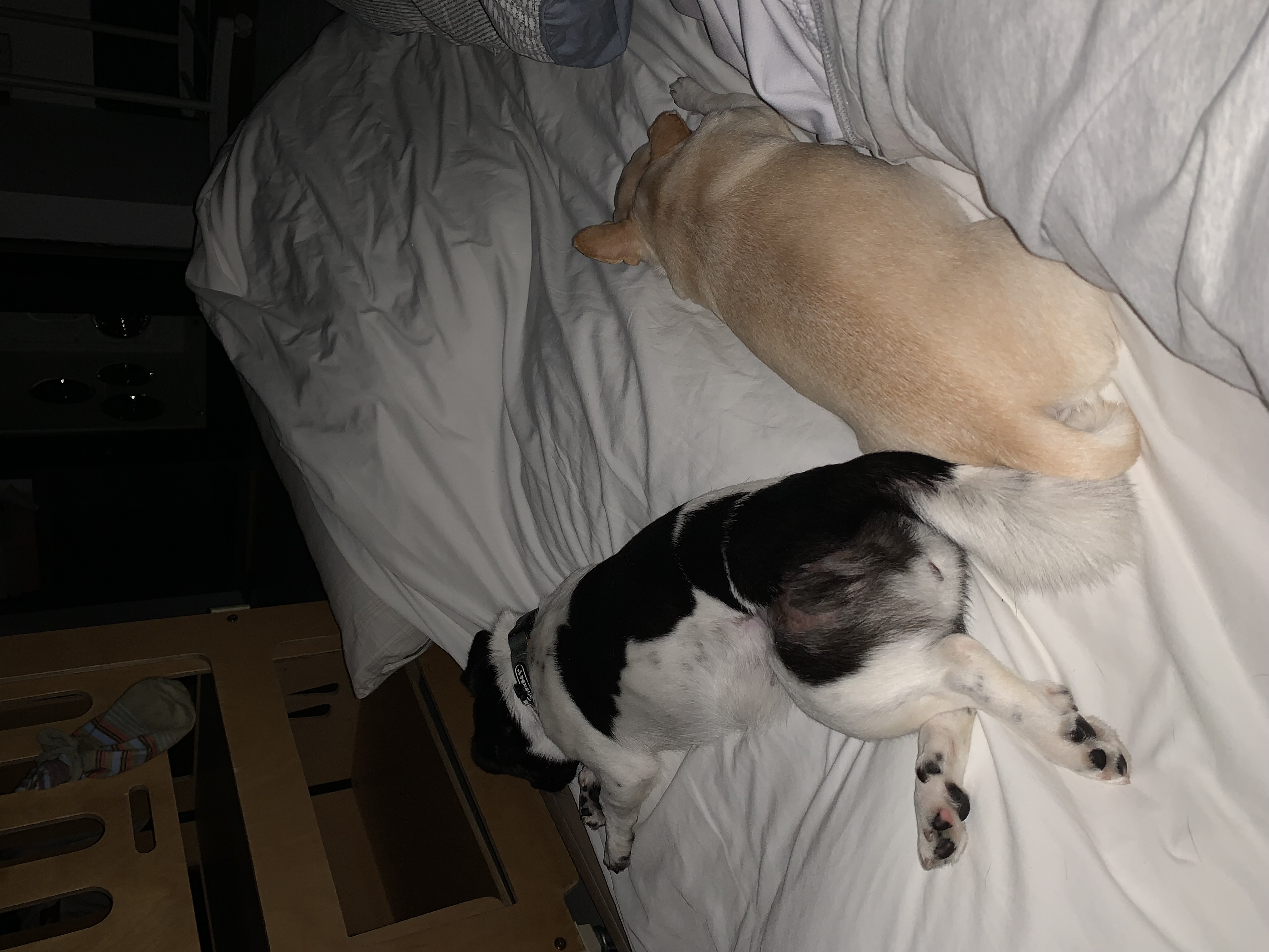 새숨이 입양전제 임시보호 한달차 후기