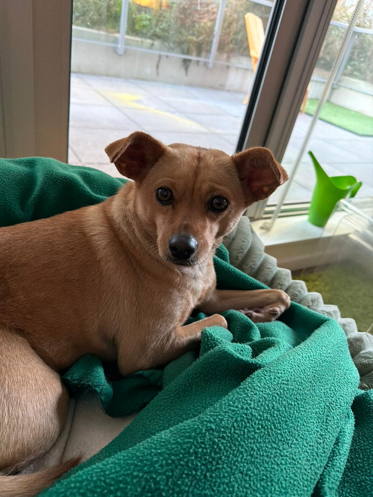 [해외입양] 캐나다 밴쿠버에서 전해온 '예스터' 소식💌