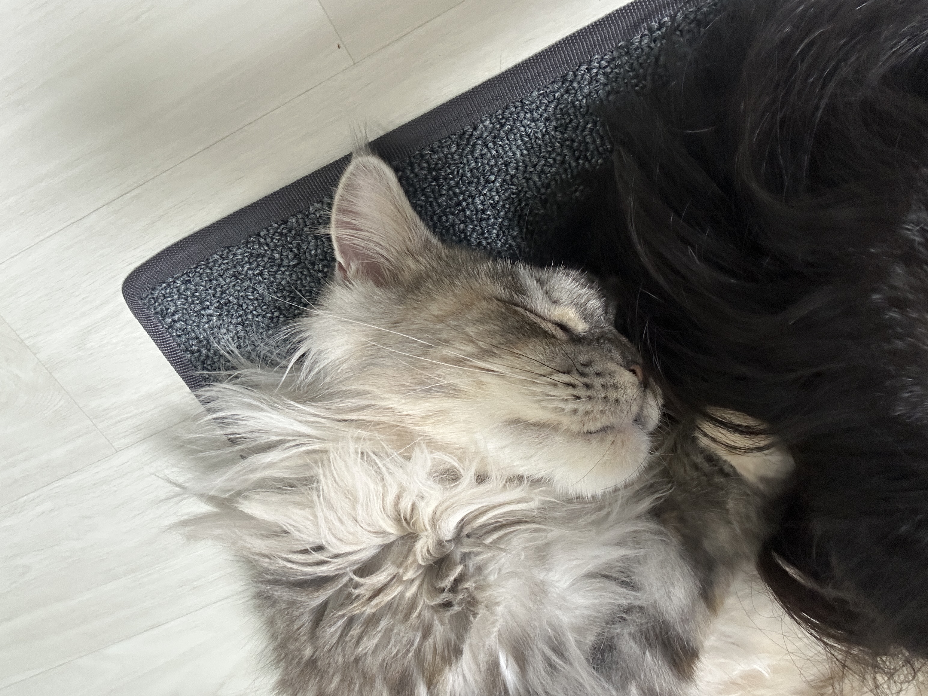 입양 3개월 백호야(이쿤이) 소식입니디