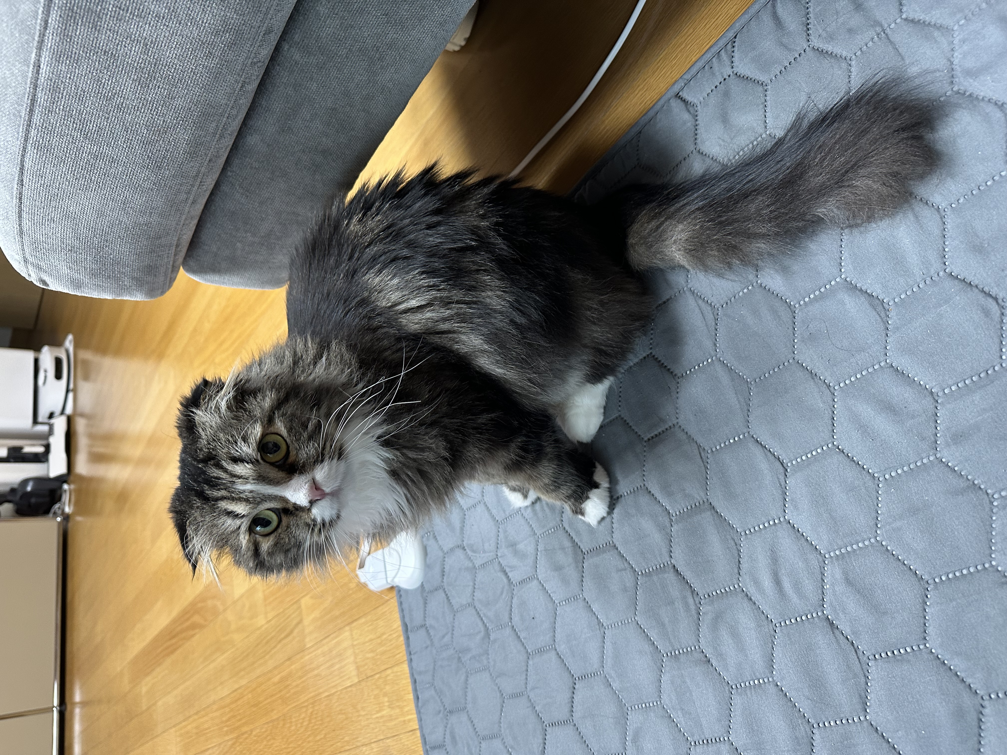 버터 입양 3개월차 후기(늦어서 정말 죄송합니다..)