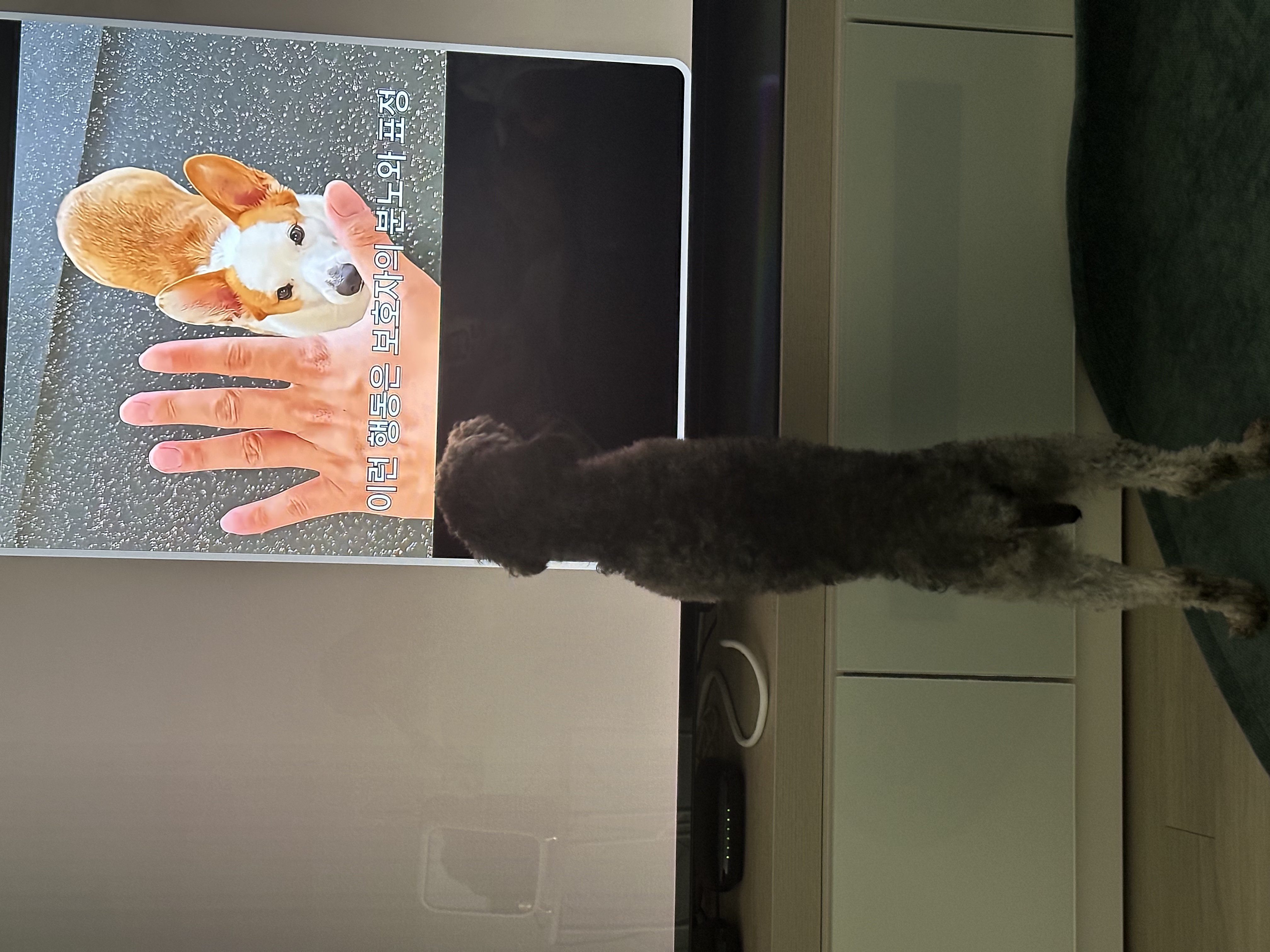 1주일 | 보미의 적응기