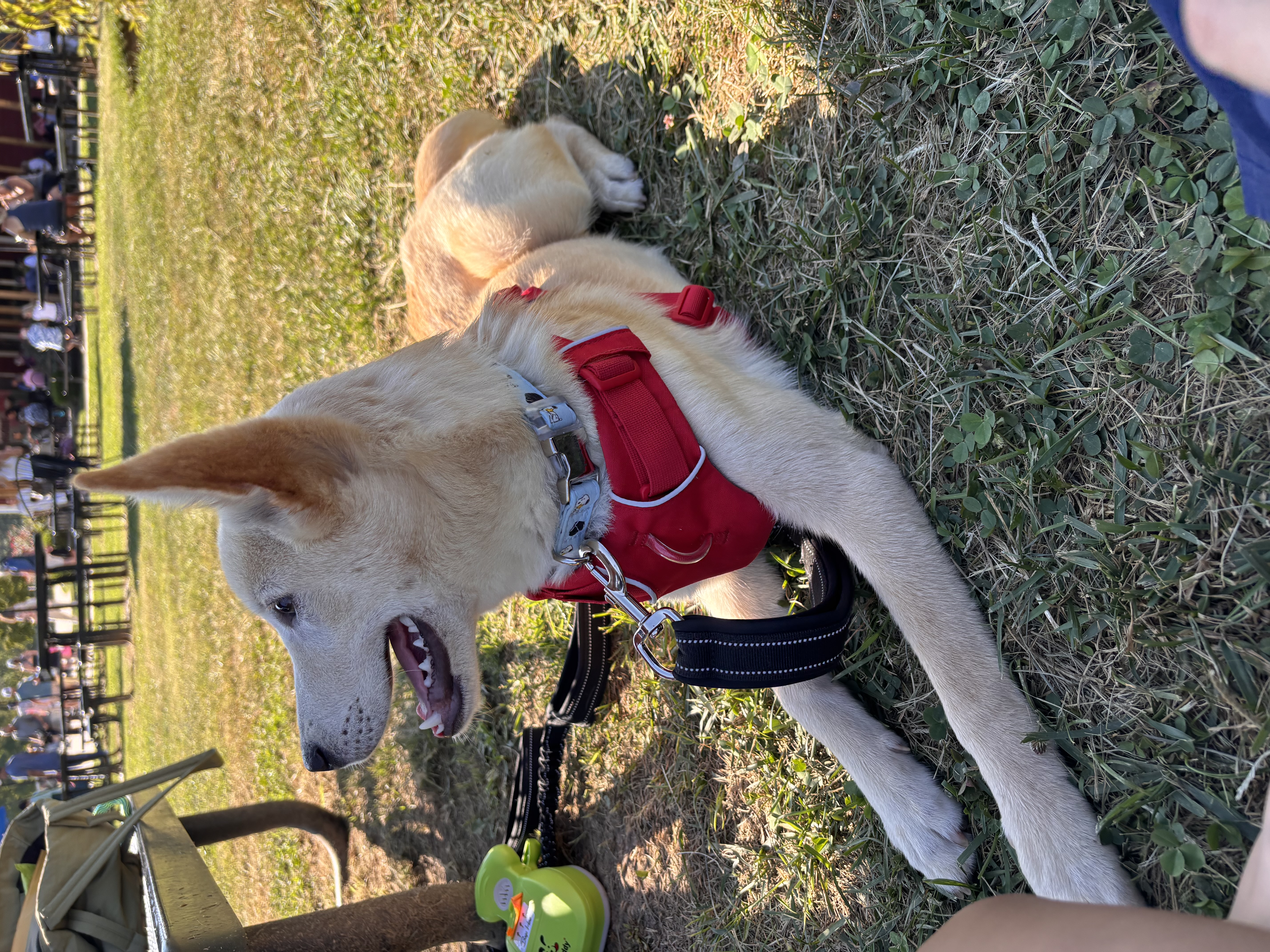 [해외입양] 미국 워싱턴에서 전해온 '영돌이' 소식