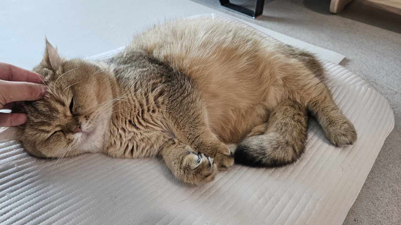 구두부 현마루가 가족이 된 지 2년째 후기입니다.