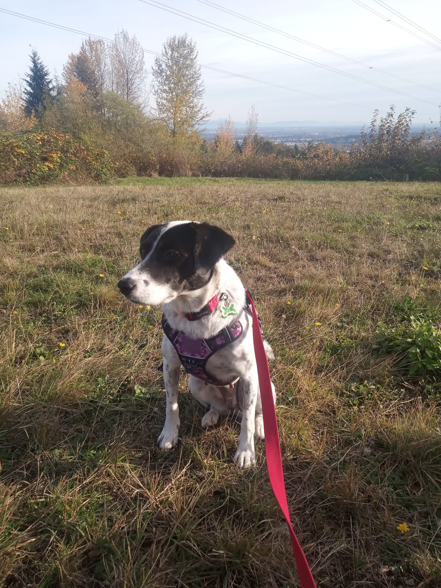 [해외입양] 캐나다 밴쿠버에서 전해온 '록시' 소식💌