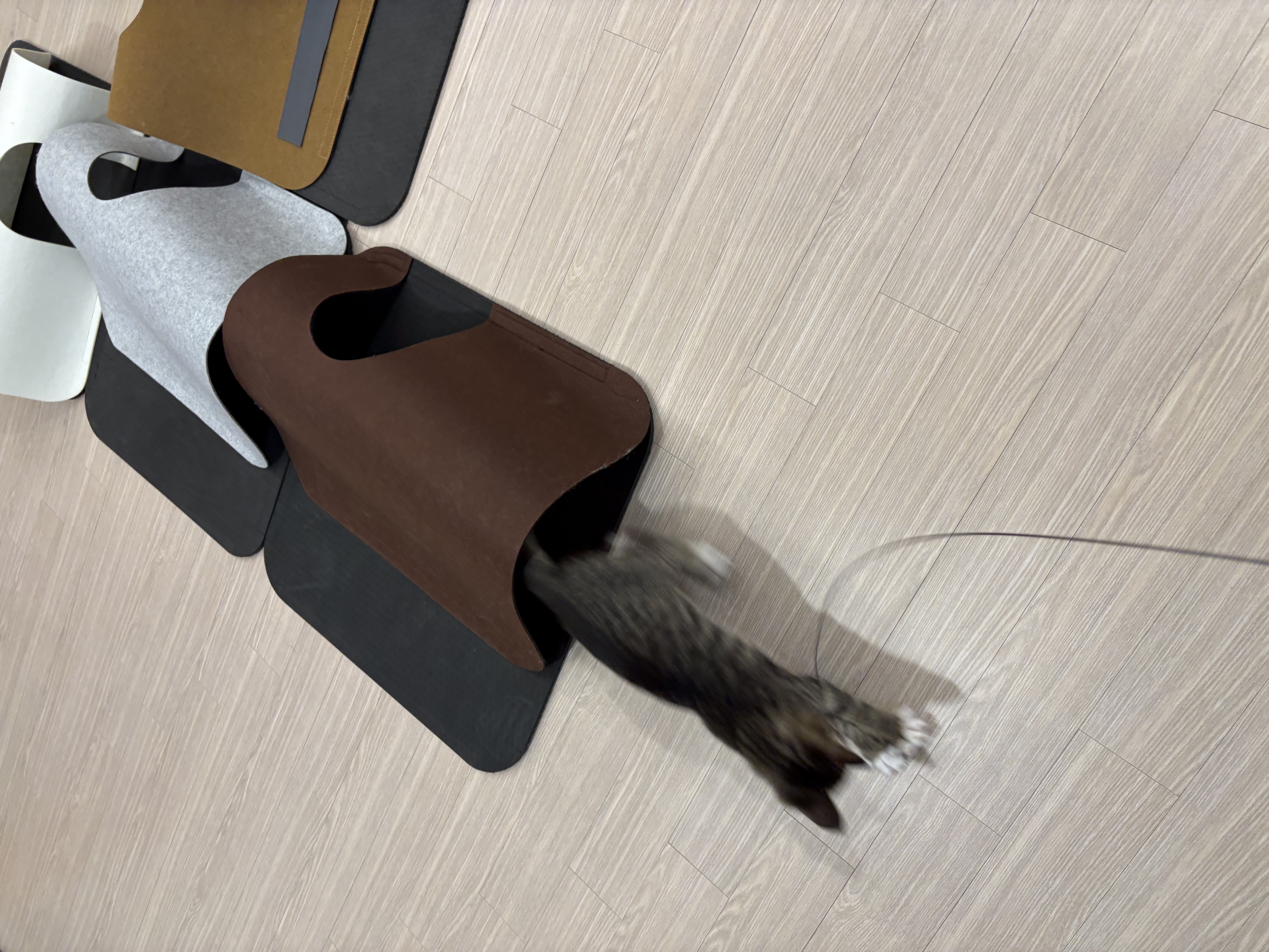 진하리 (구 애옹이) 입양 1개월차 후기 입니다!