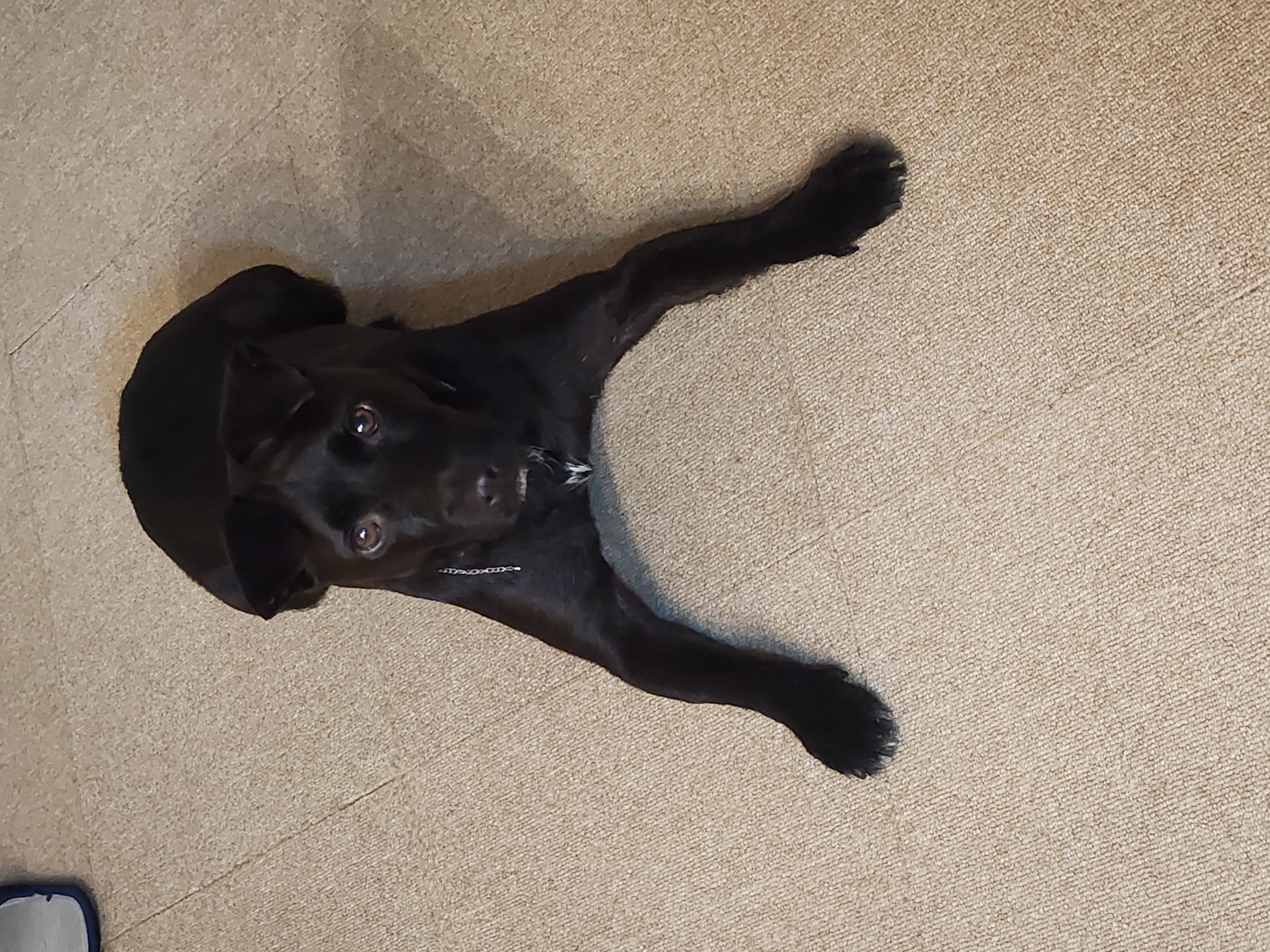 제로 입양 3년 후기