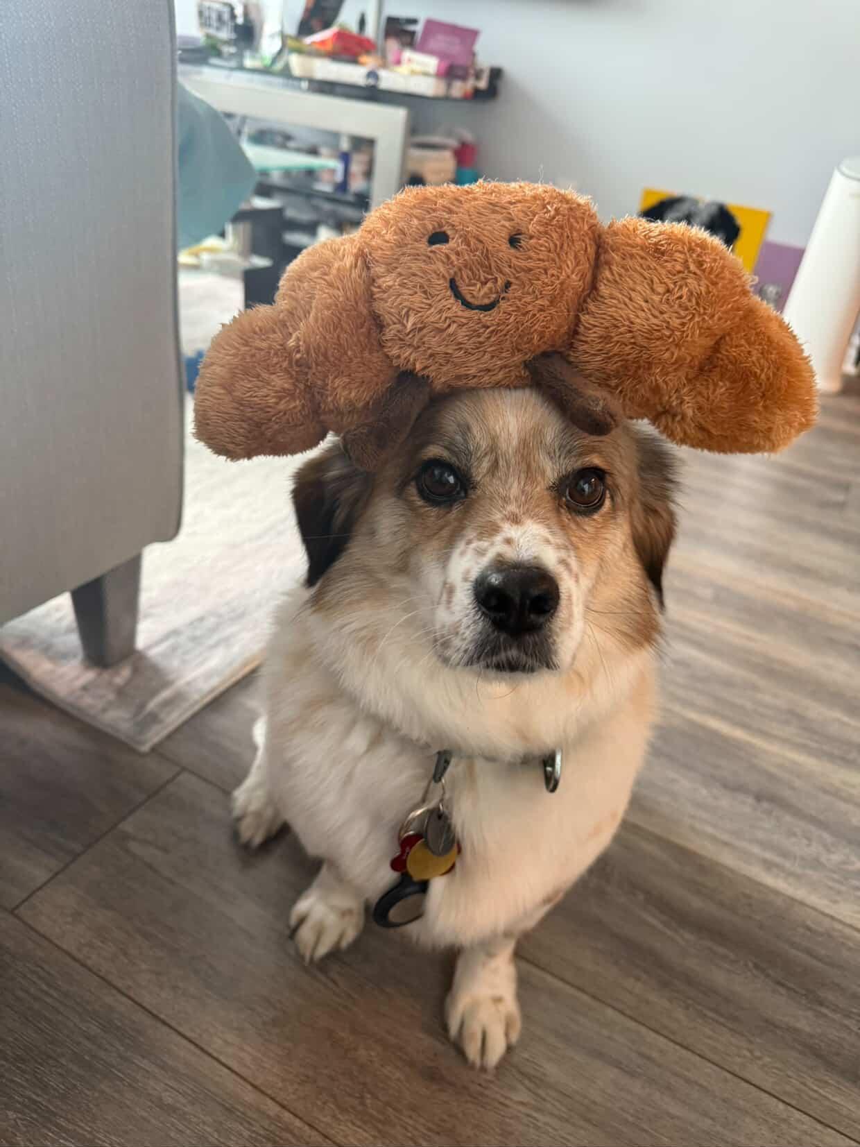 [해외입양] 캐나다 밴쿠버에서 전해온 '도치' 소식