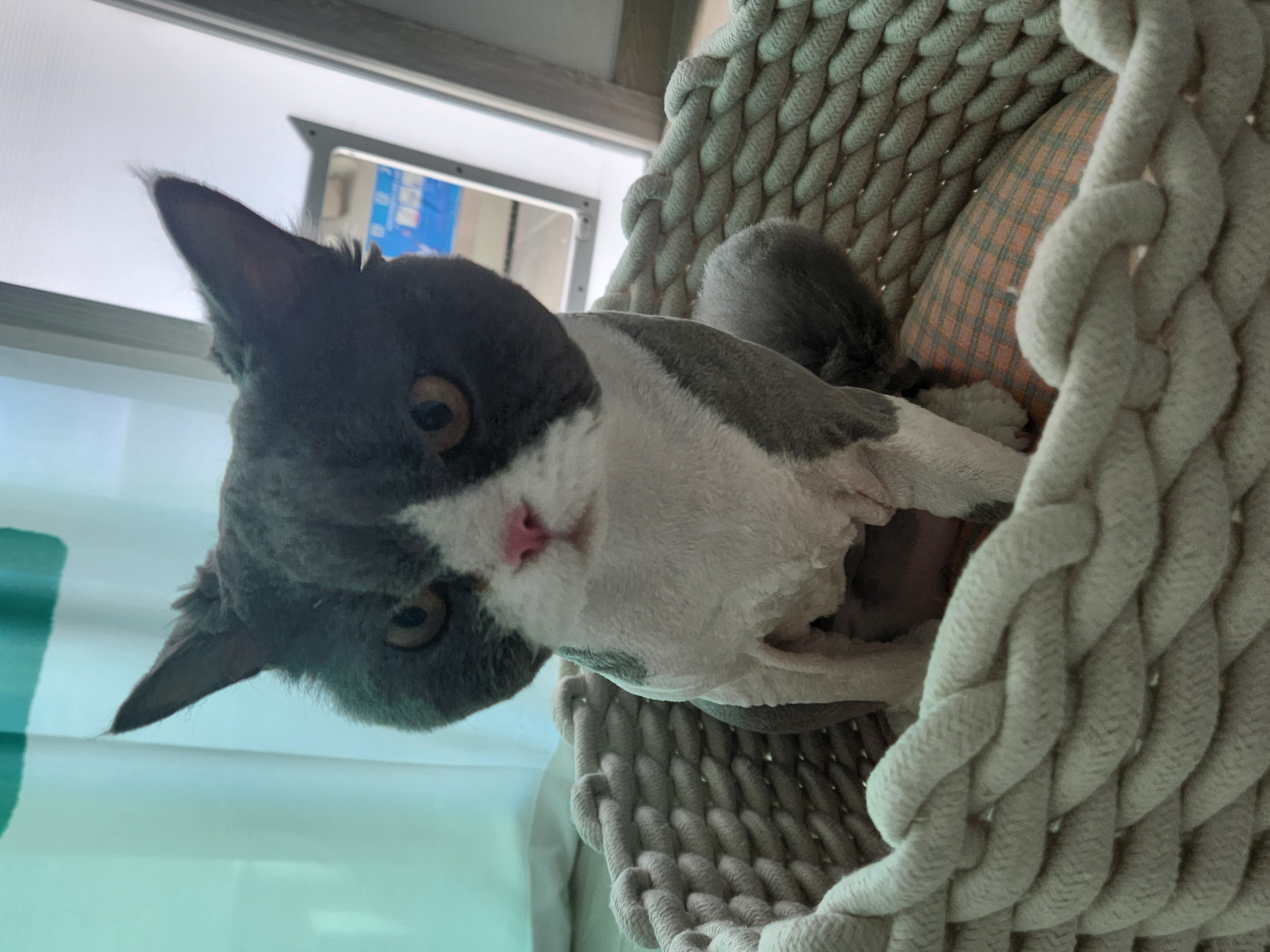 짜리가 루피가되어...