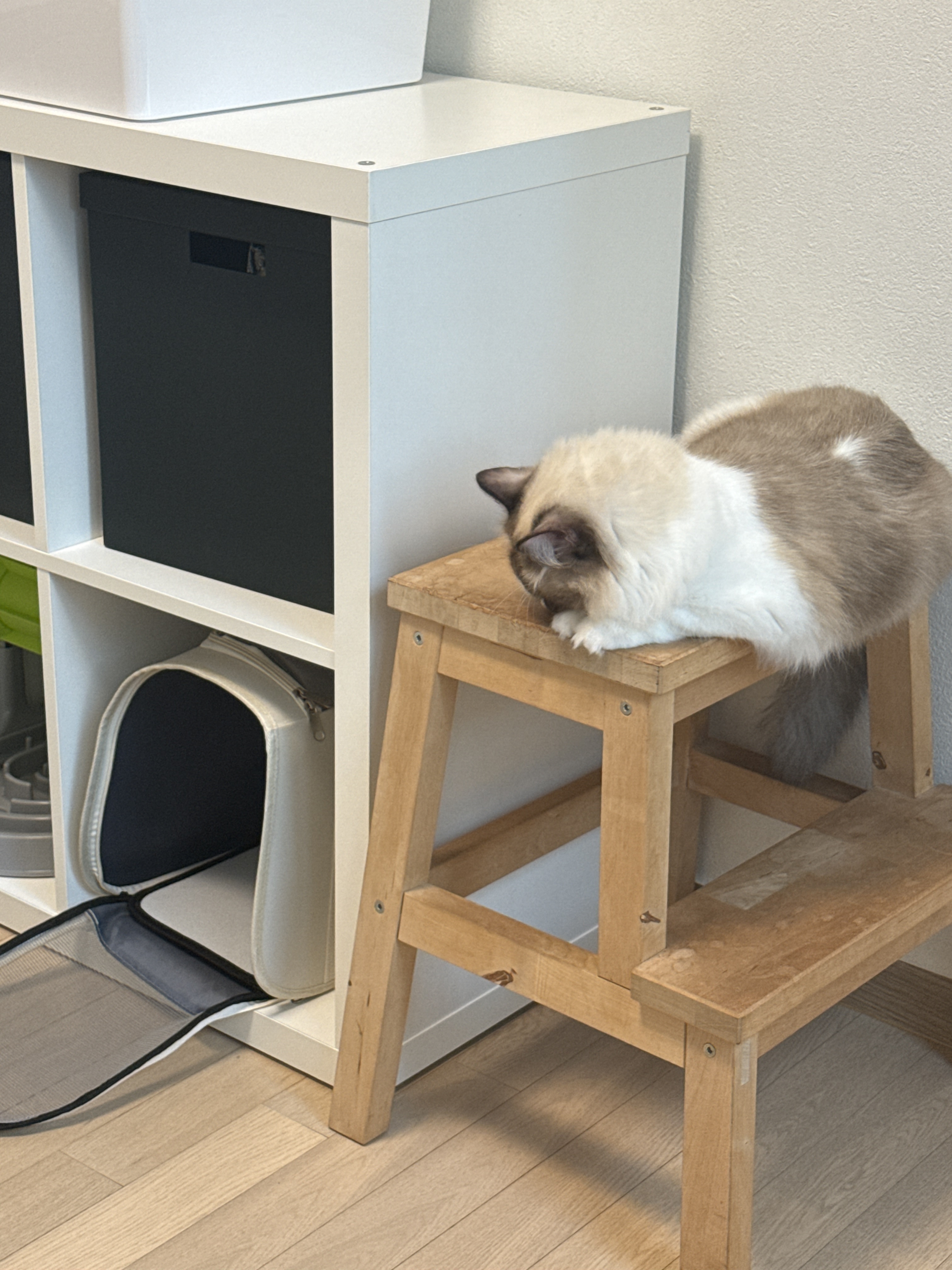 모모가 된 마찌 입양후기에요