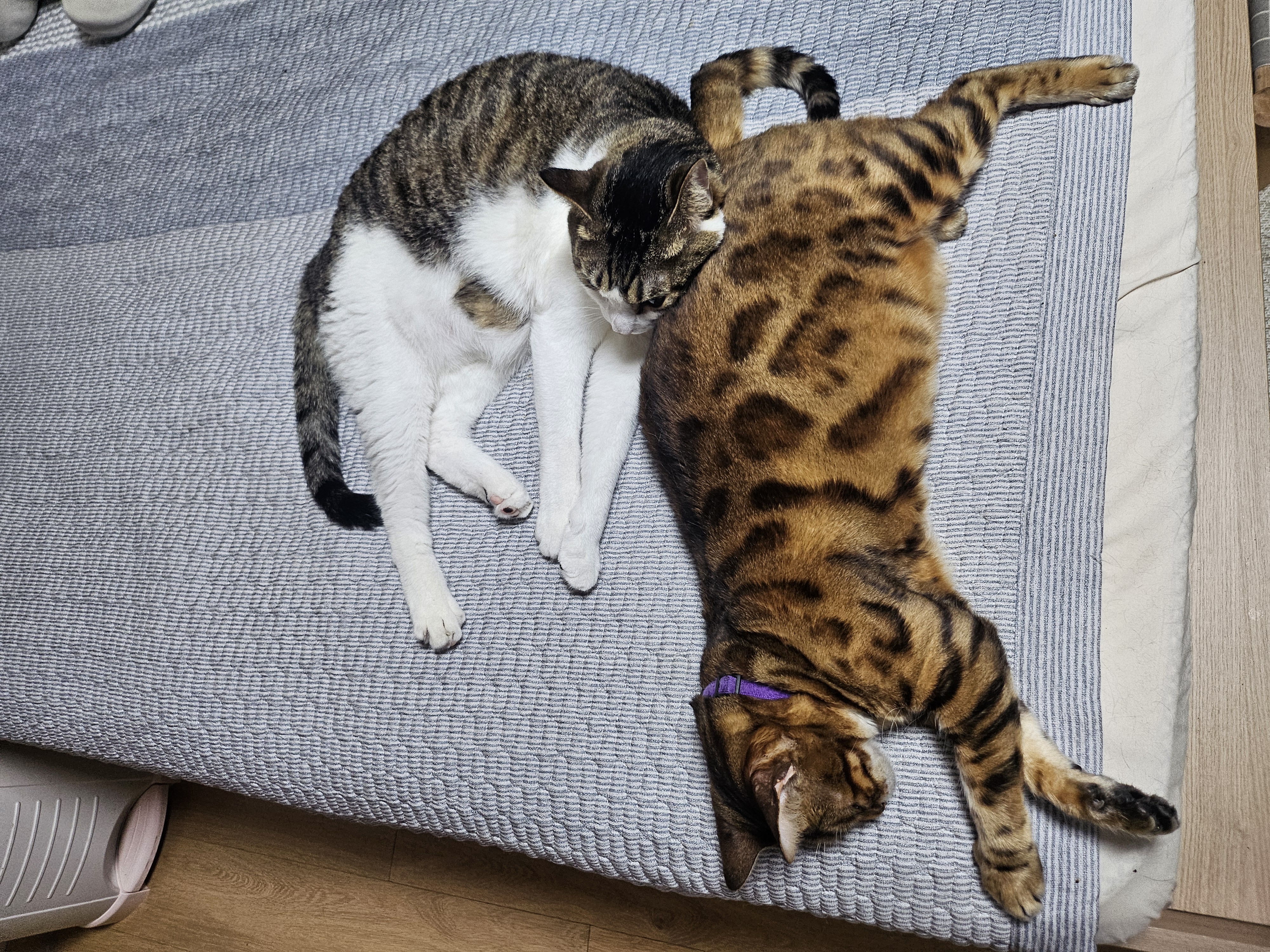 탄이와 또 새로운 2026년으로 (구.해성)