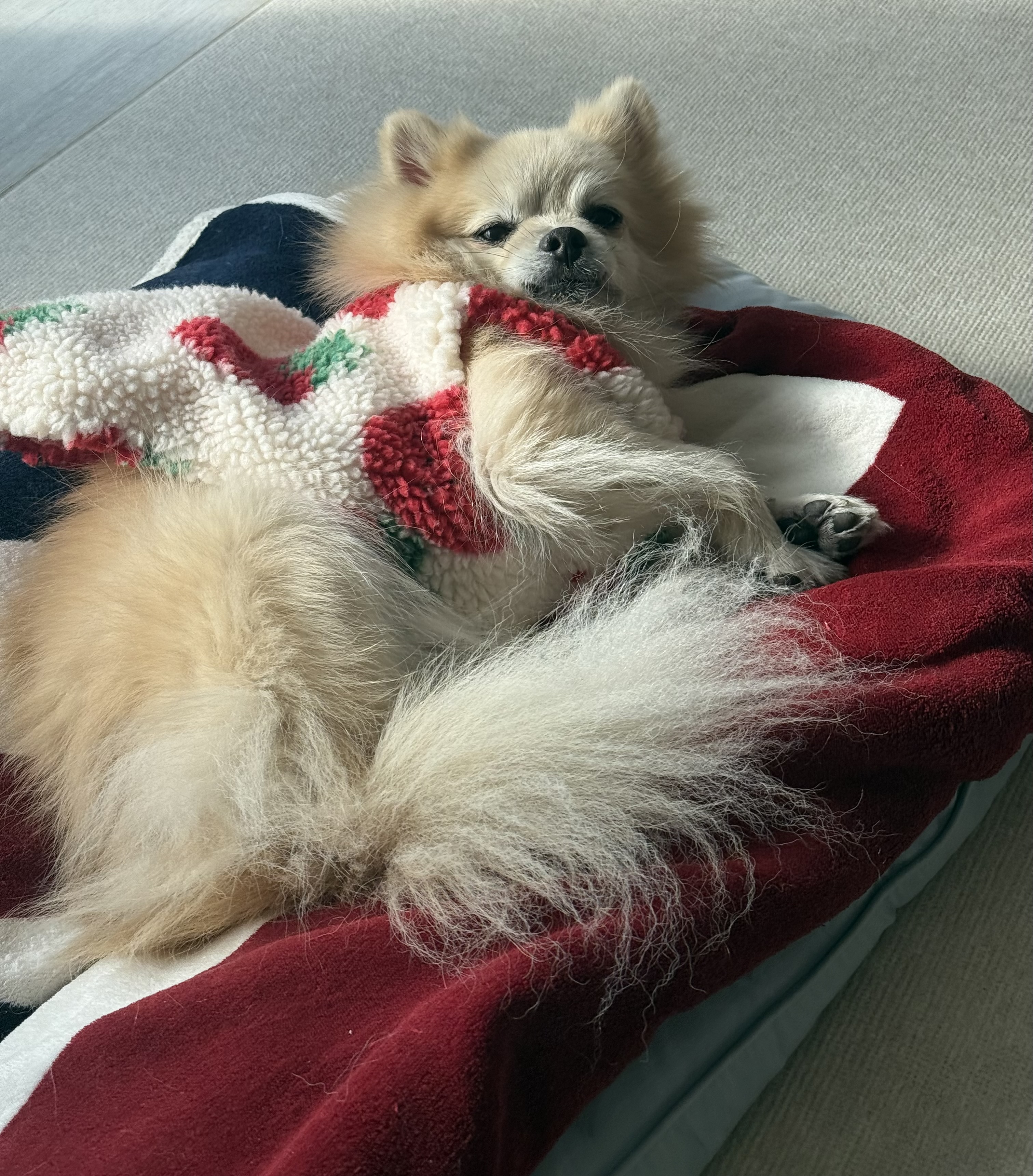 따봉(구 포키)이의 2025년