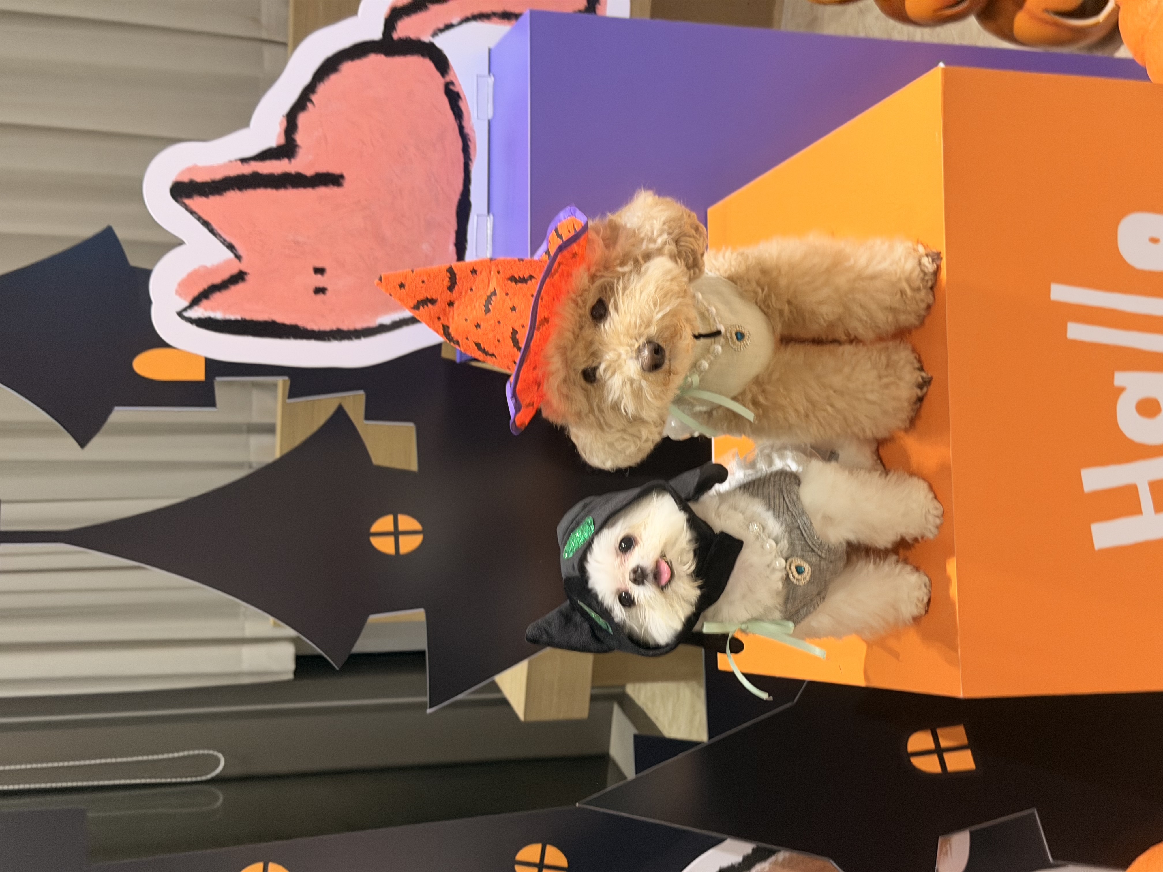 아산 가희->나엘 입양 3주년