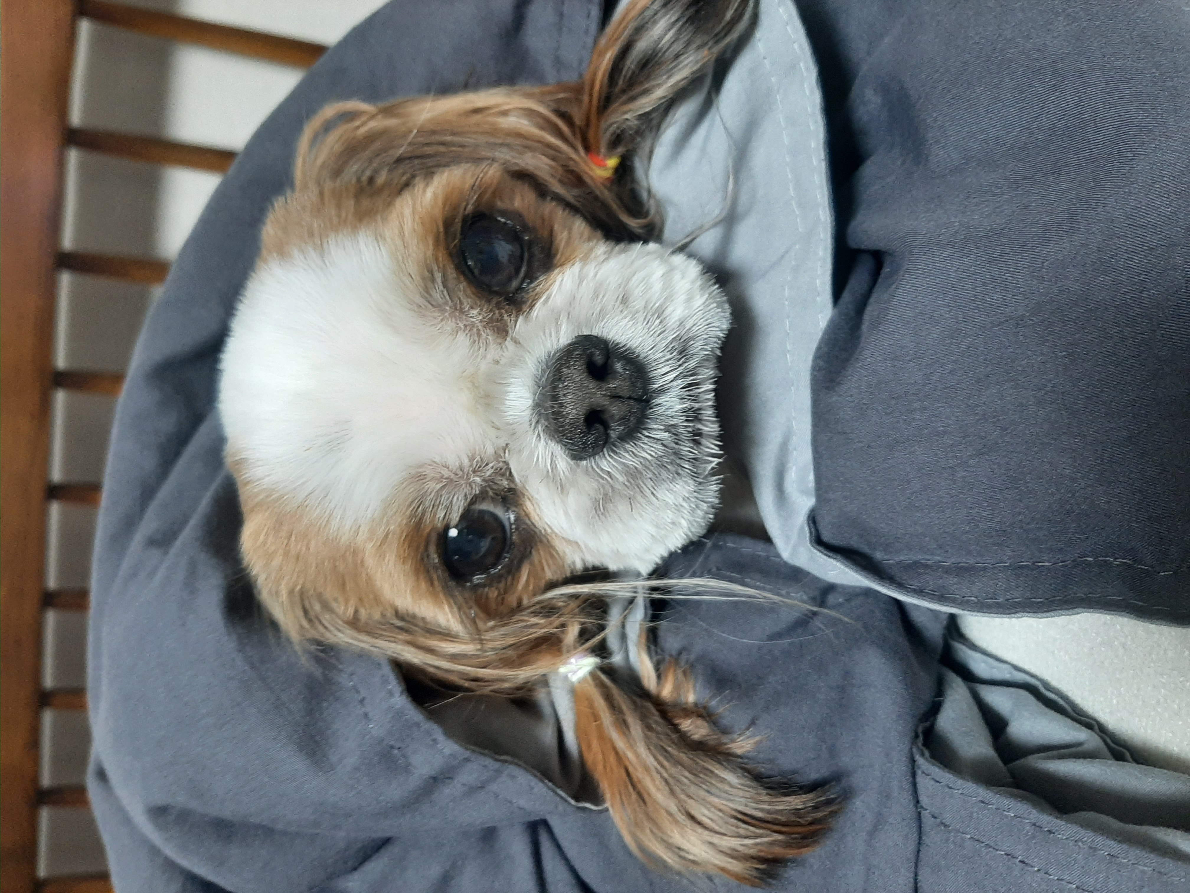 뽀야 예쁘게 잘 살고있어요