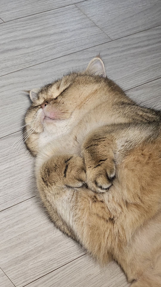 구두부 현마루가 가족이 된 지 2년째 후기입니다.