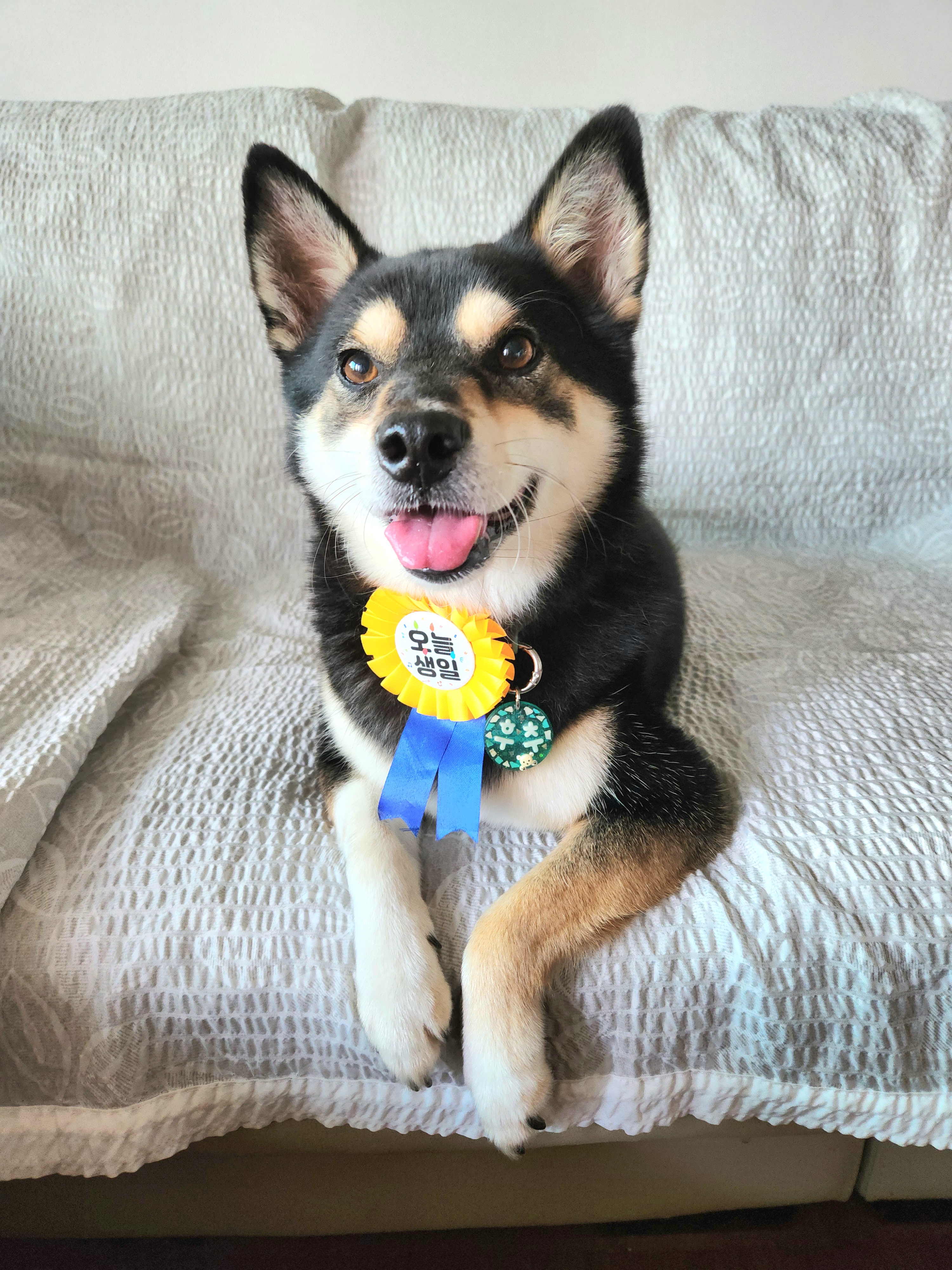 후추(우주) 입양 5년 후기