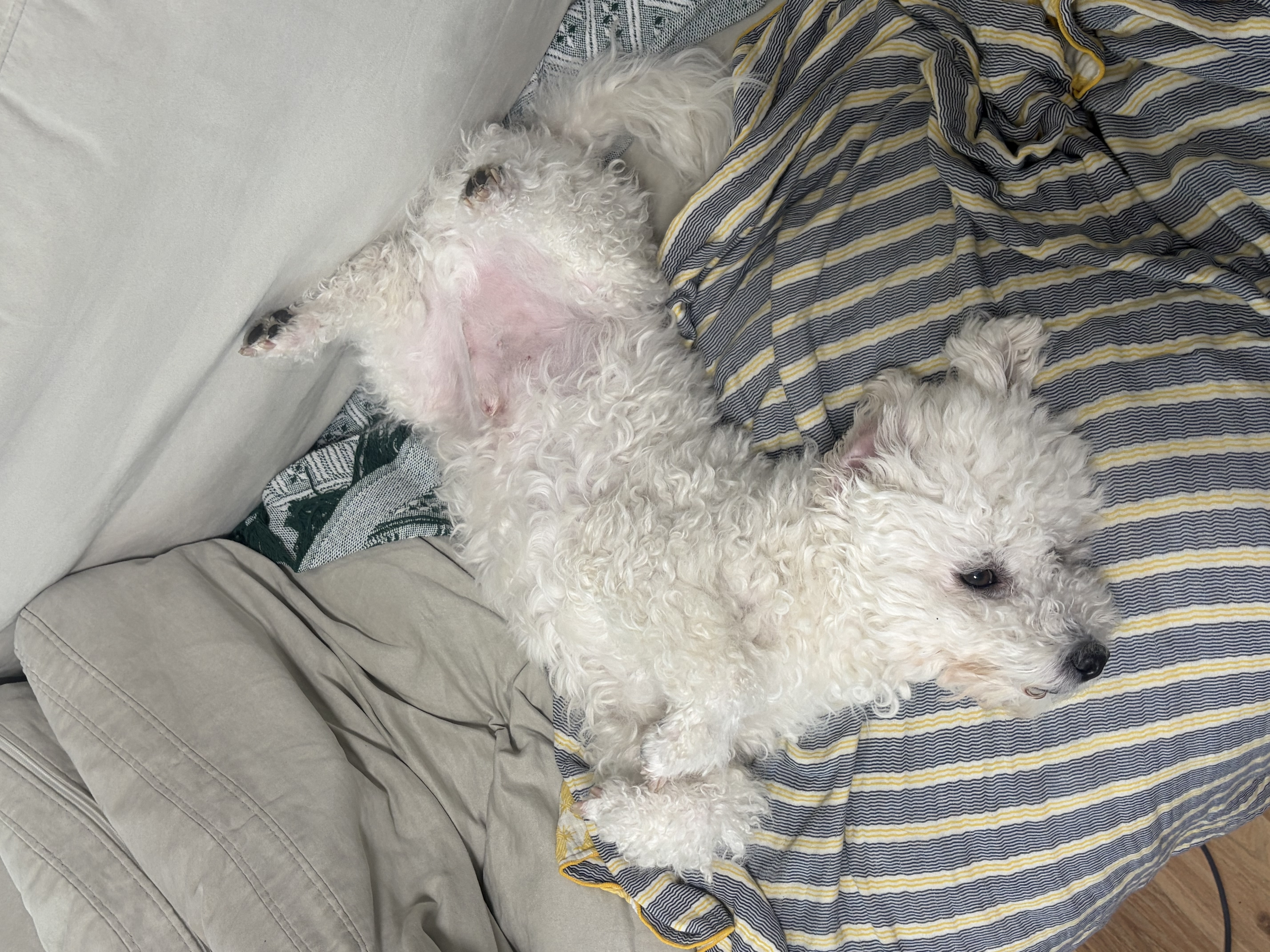 [동키/보령-99] 하남이 생일이 돌아왔어요!