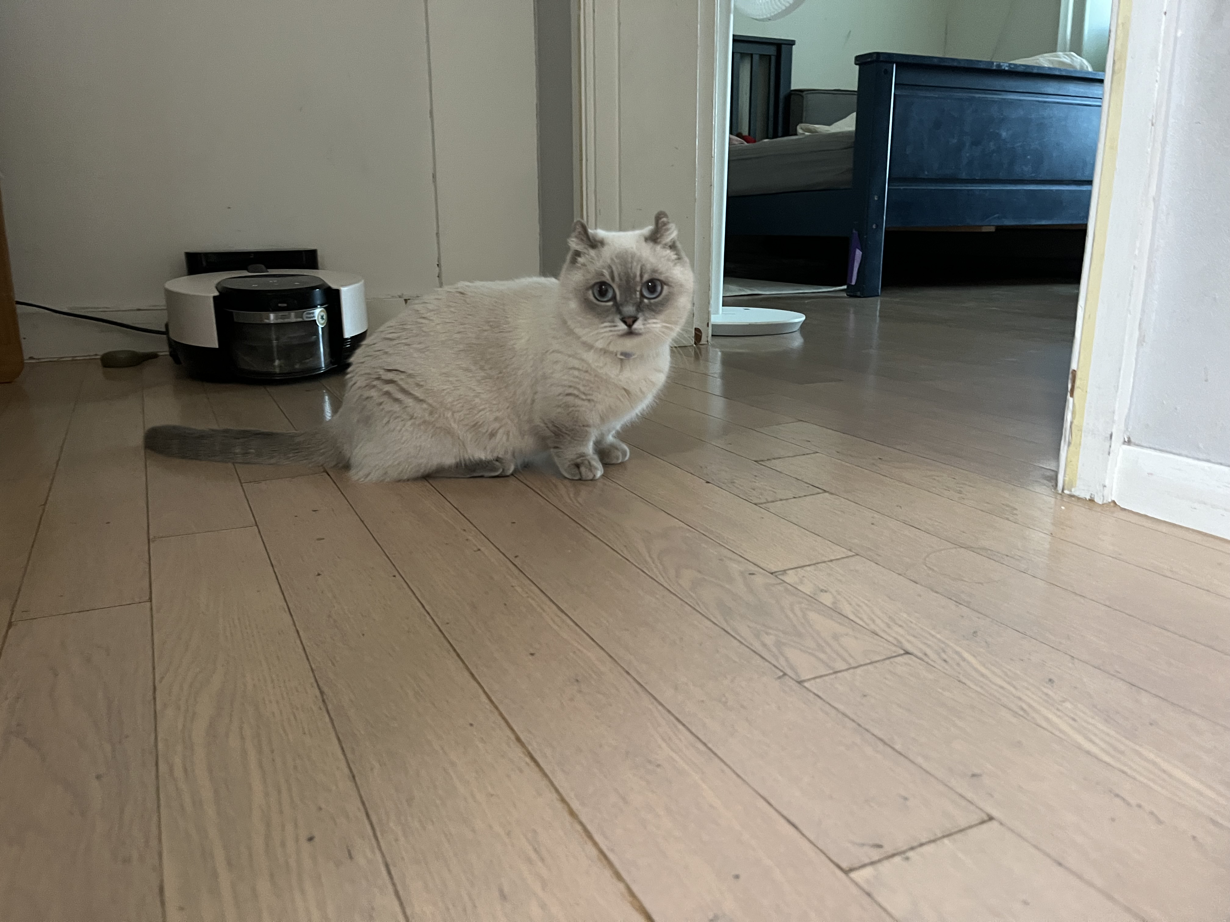 버찌(하츄)와 함게한 3개월입니다