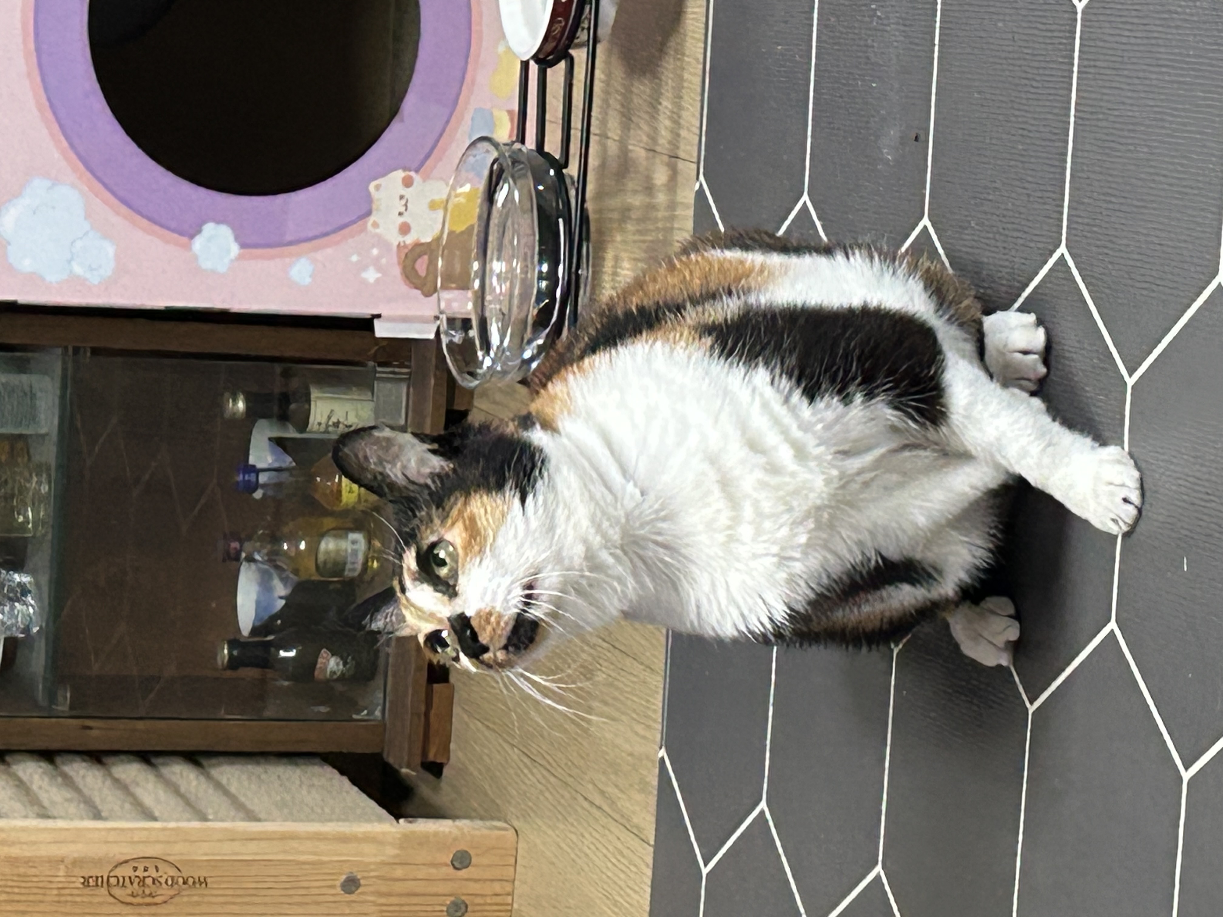 엄빠가 생기신 묘르신 달이(달냥이)