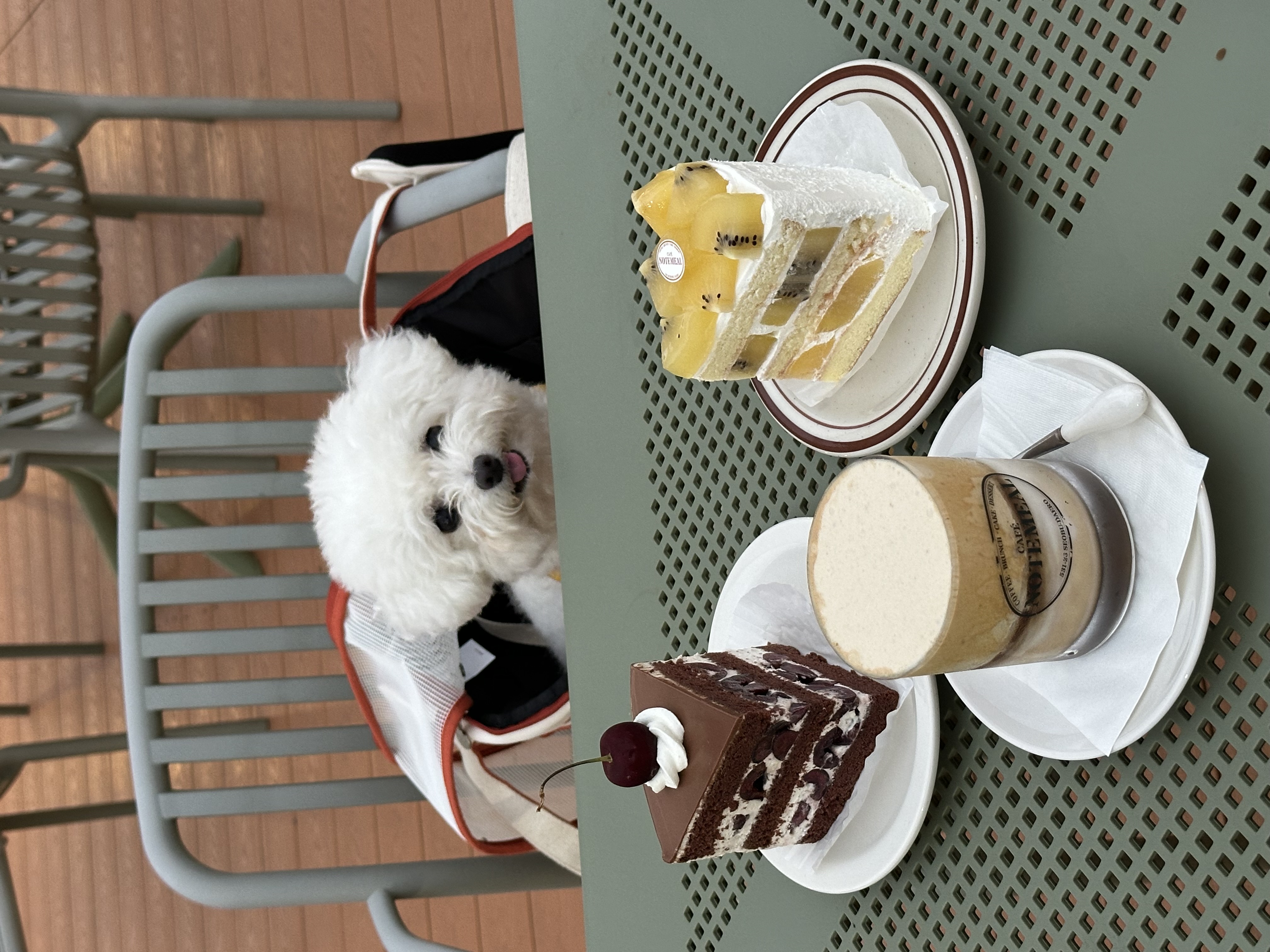 콩설이(조이) 근황입니다~