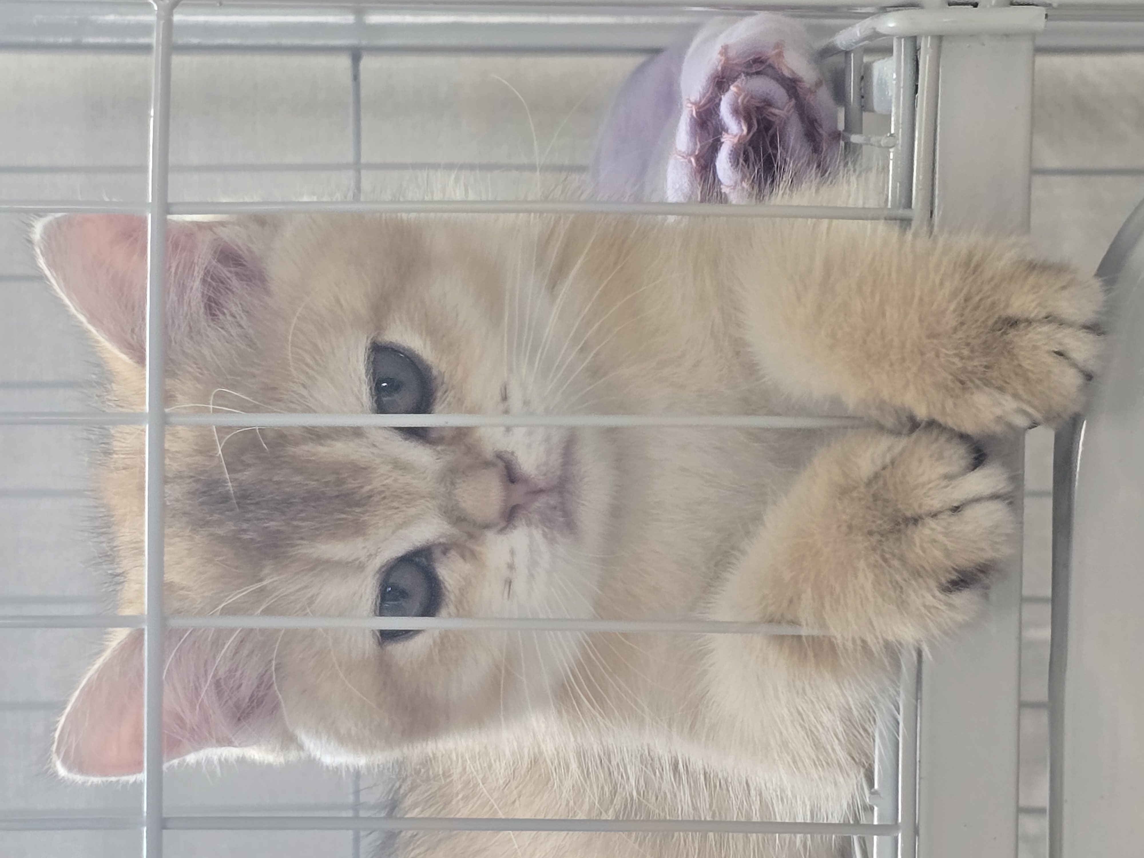 나나&무무(가필드&미가) 가족된지 7일째