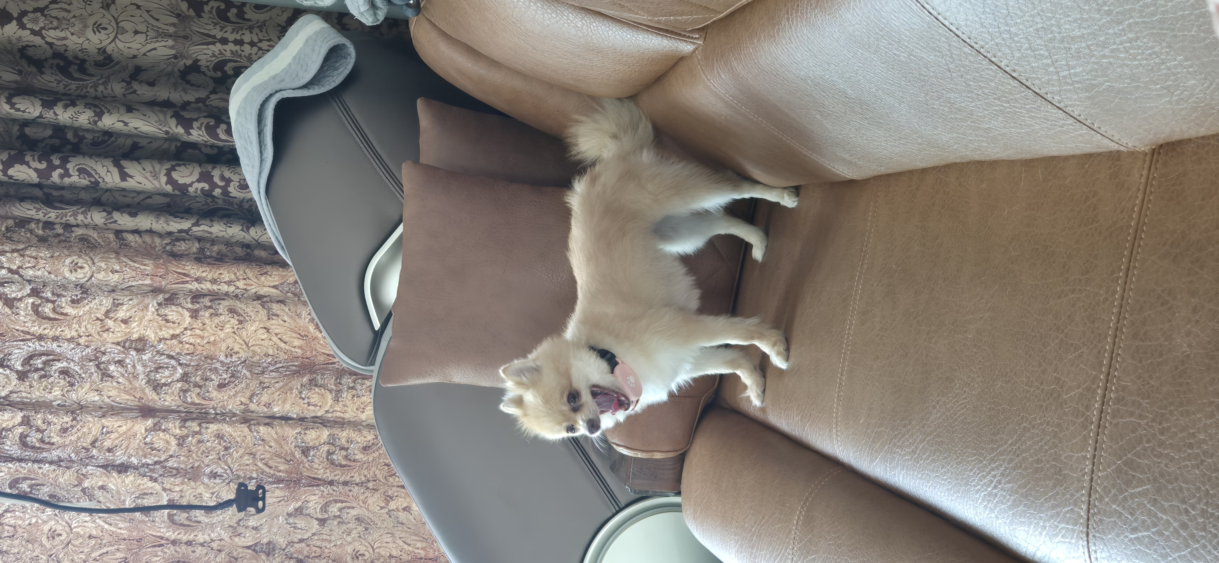 애니 (여우) 입양 한 달 후기