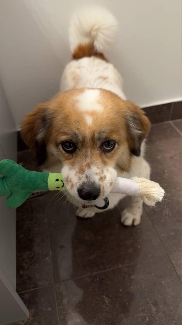 [해외입양] 캐나다 밴쿠버에서 전해온 '도치' 소식