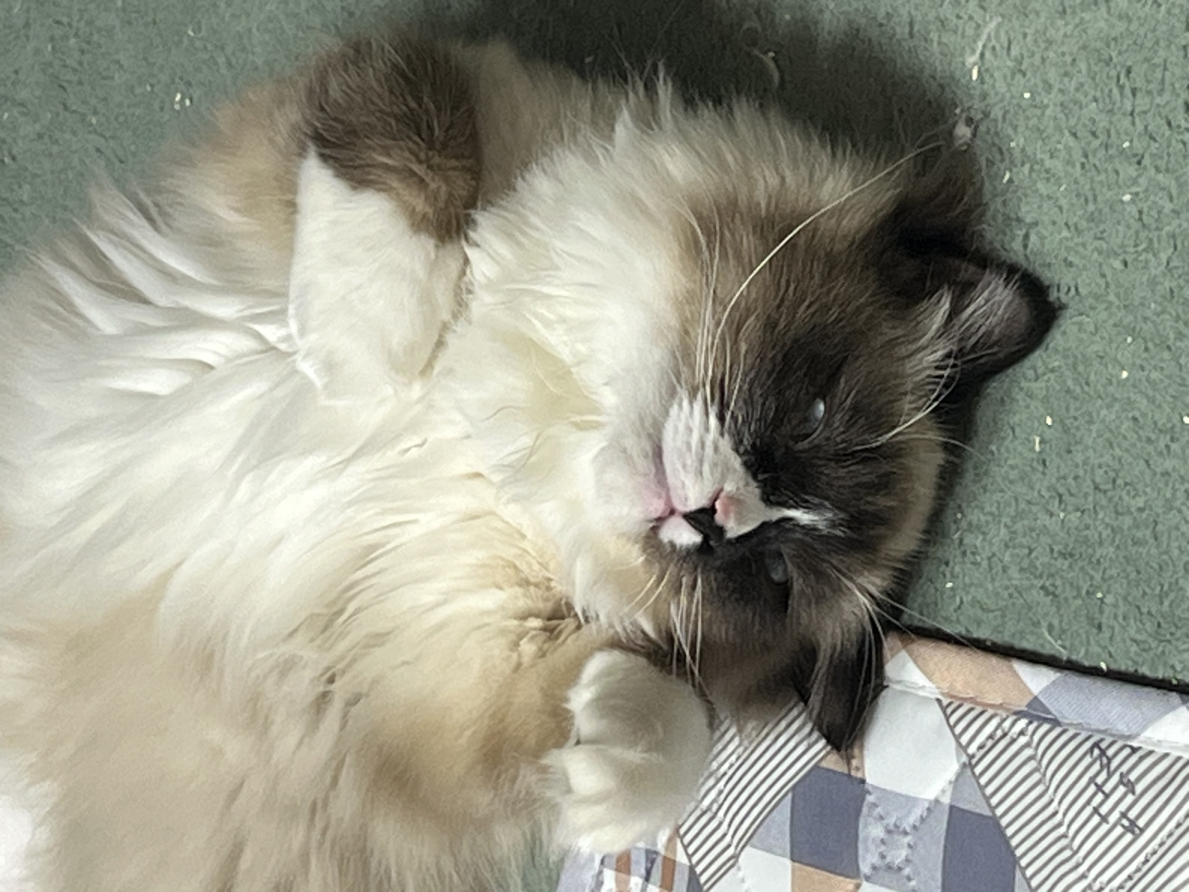 나는 산호 청소년 고양이에요